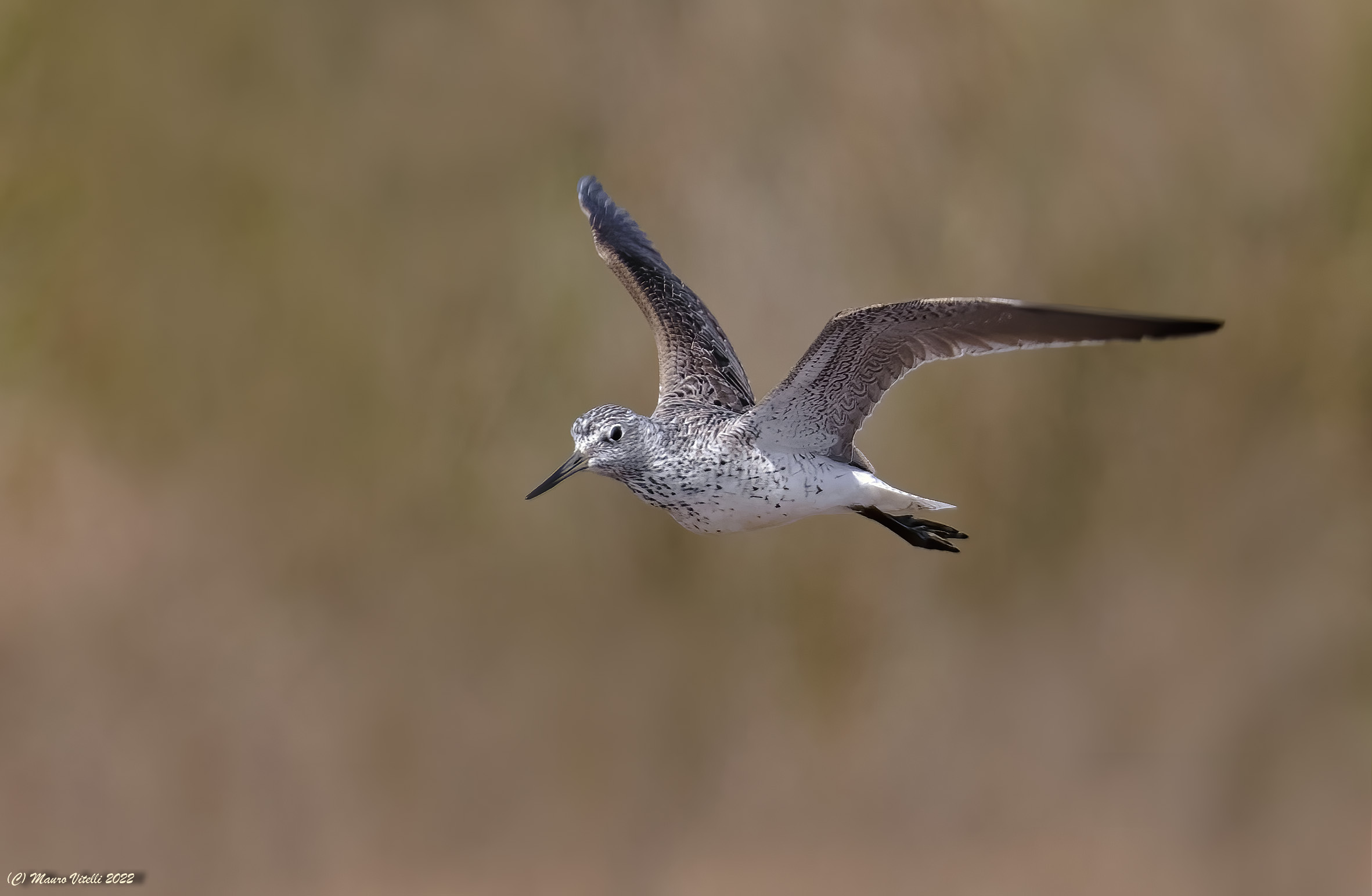 Pantana (Tringa nebularia)