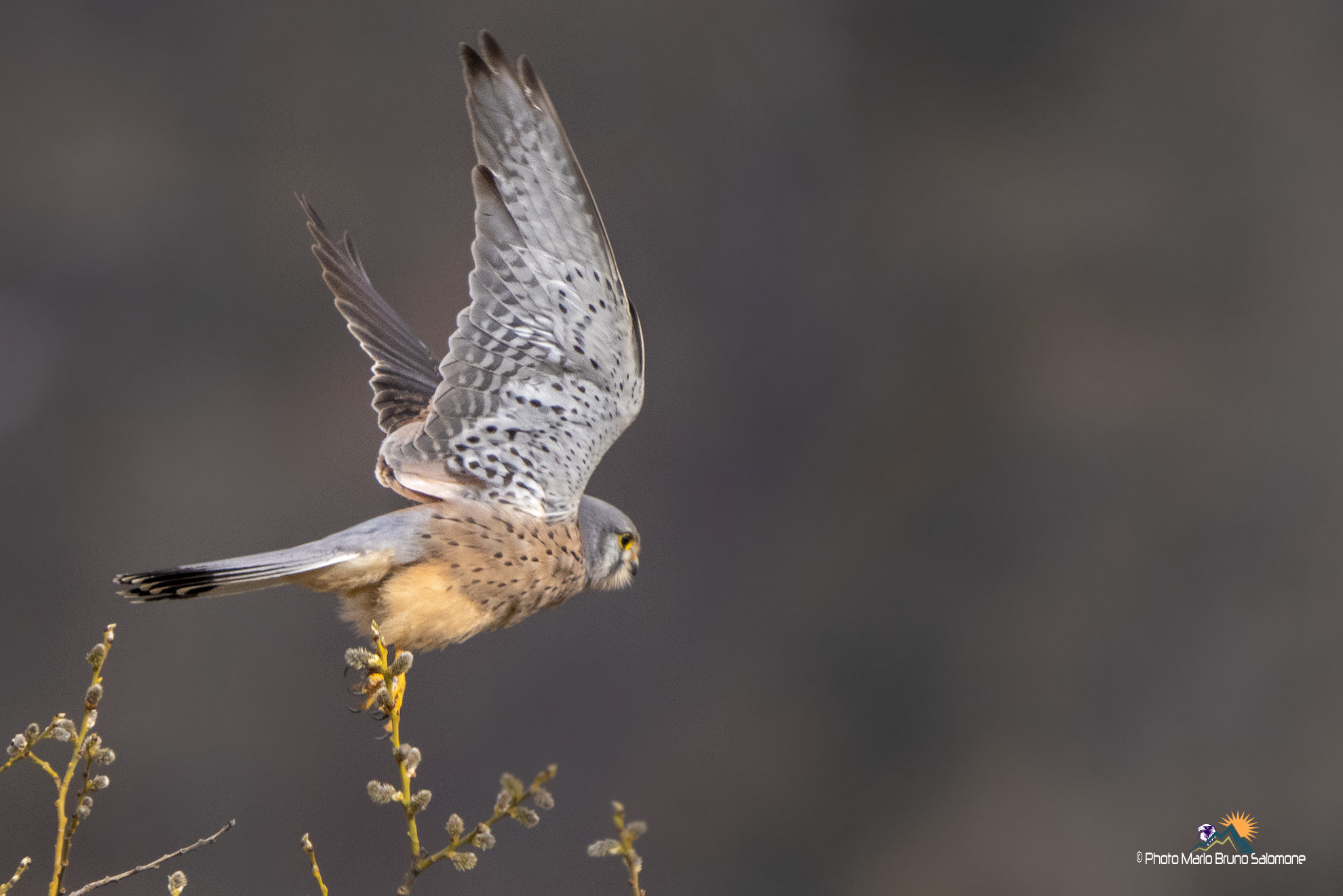 Grillaio, lo stacco.