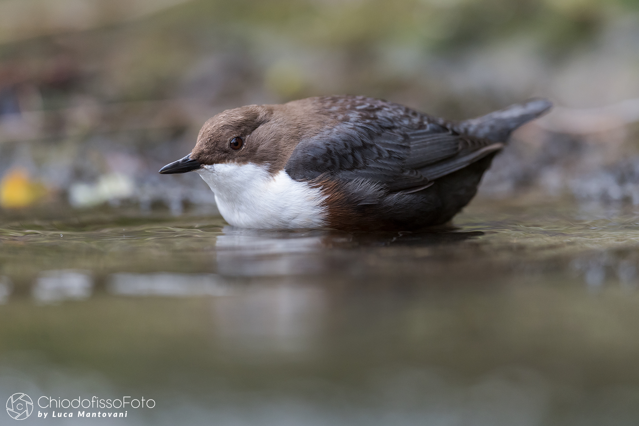 Merlo acquaiolo - Cinclus cinclus - 9