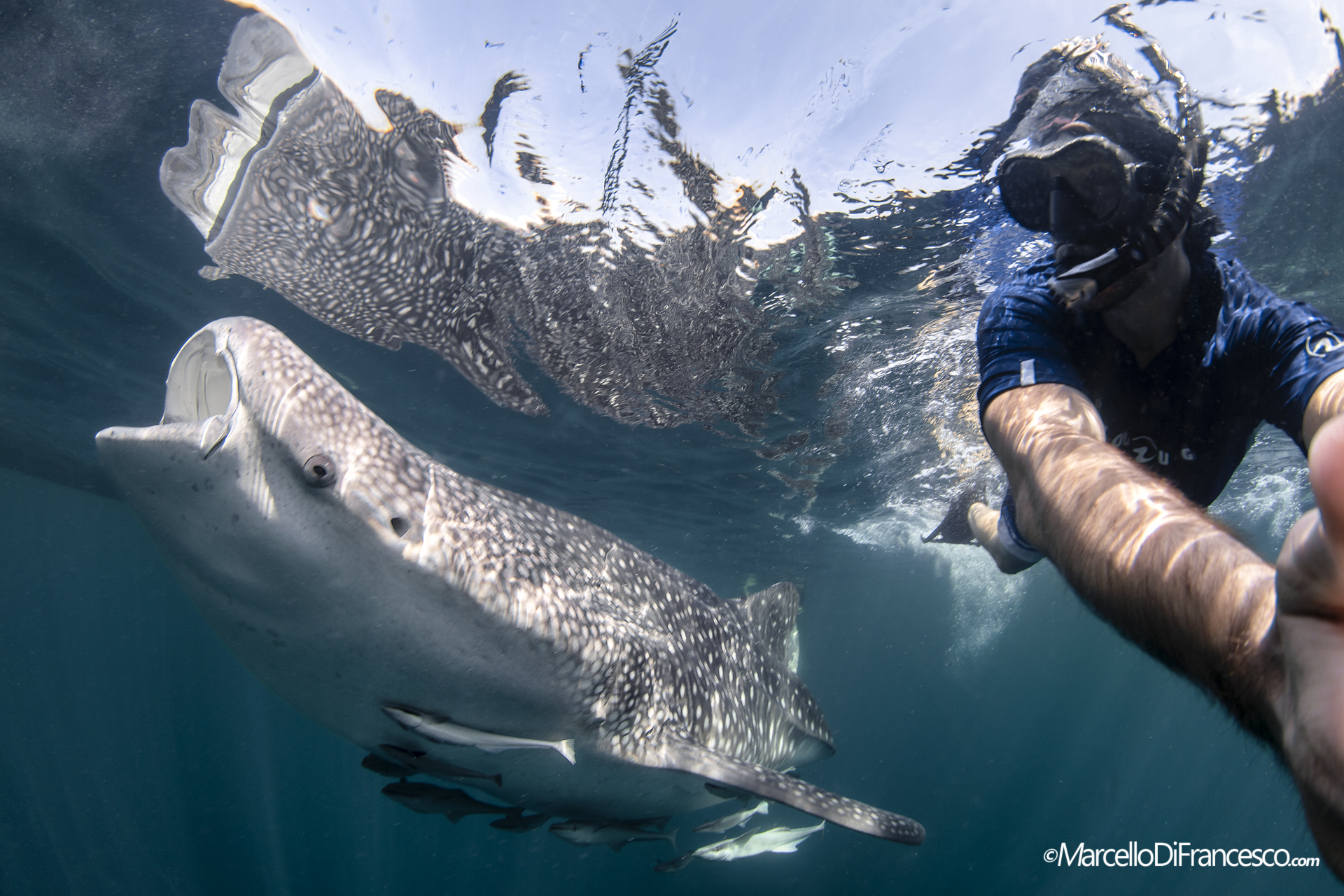 Whaleshark selfie