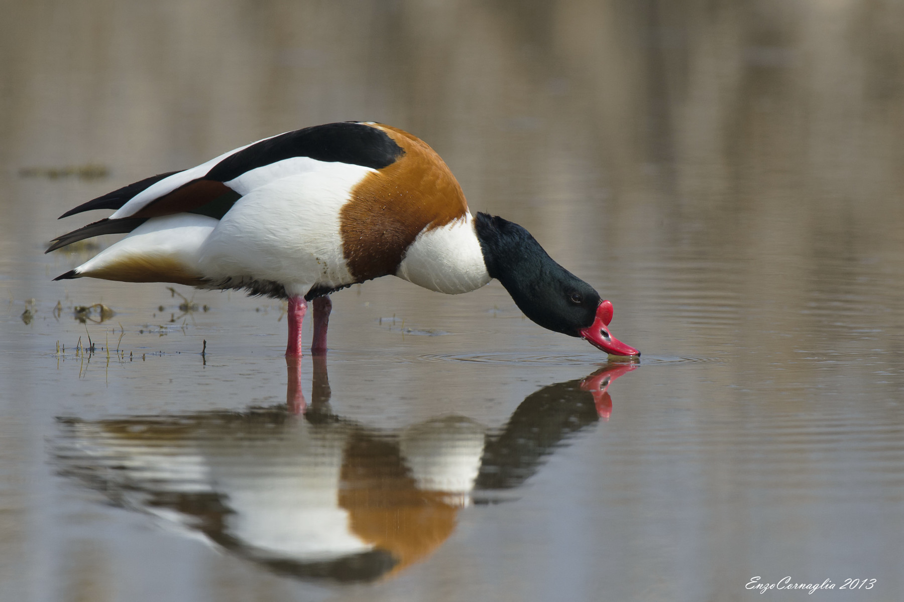 Shelduck