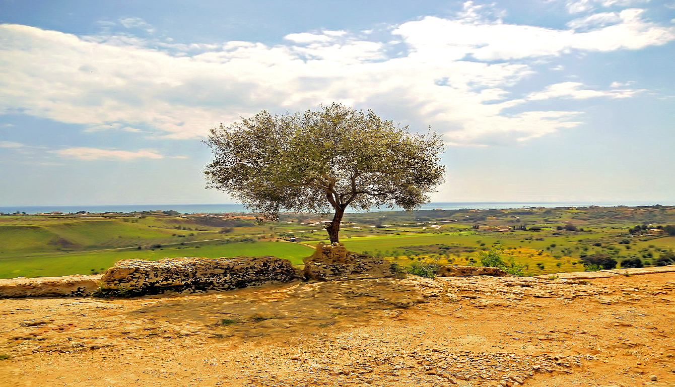 tree at Valley of the Temples
