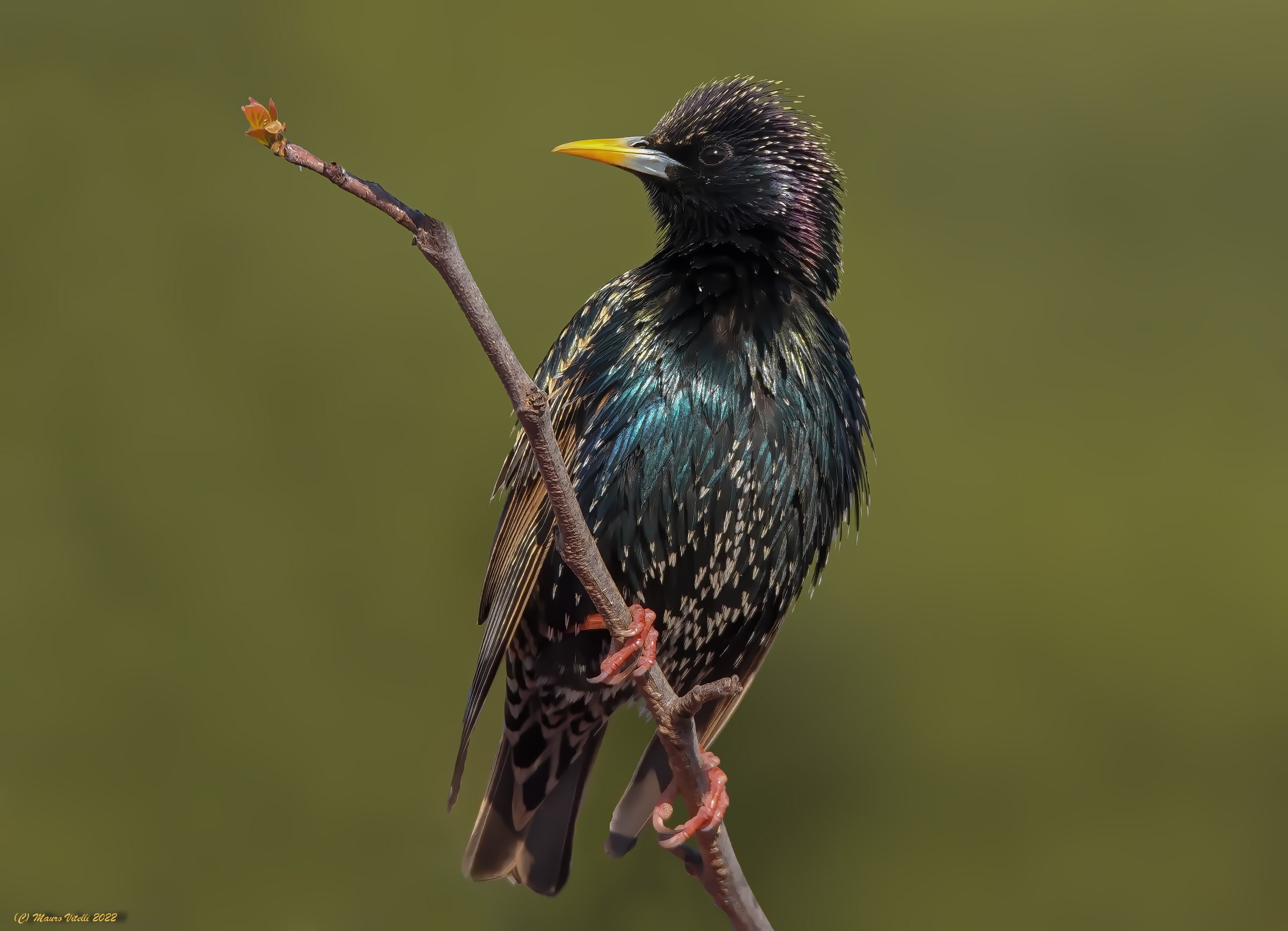 Starling