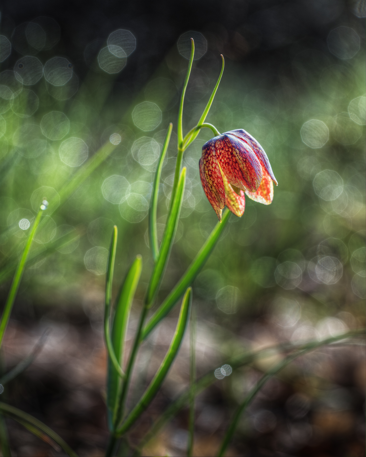 Fritillaria carsolina
