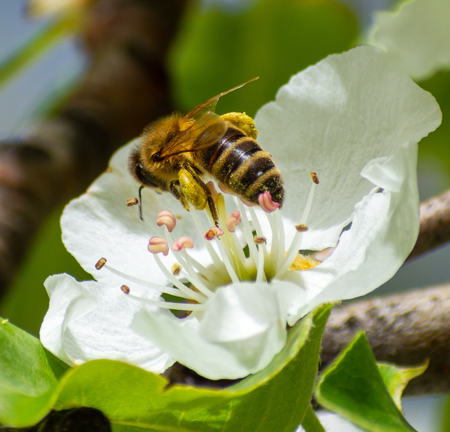 Pollination
