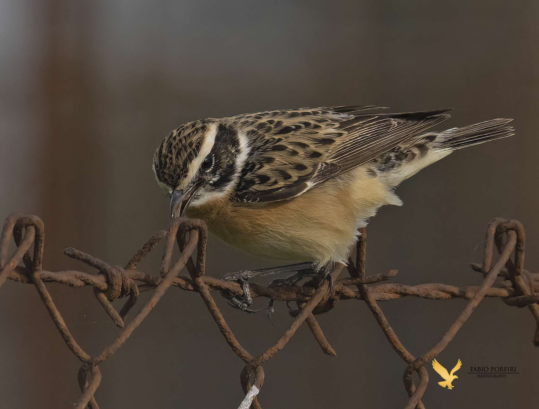 Il sapore della ruggine (stiaccino m)