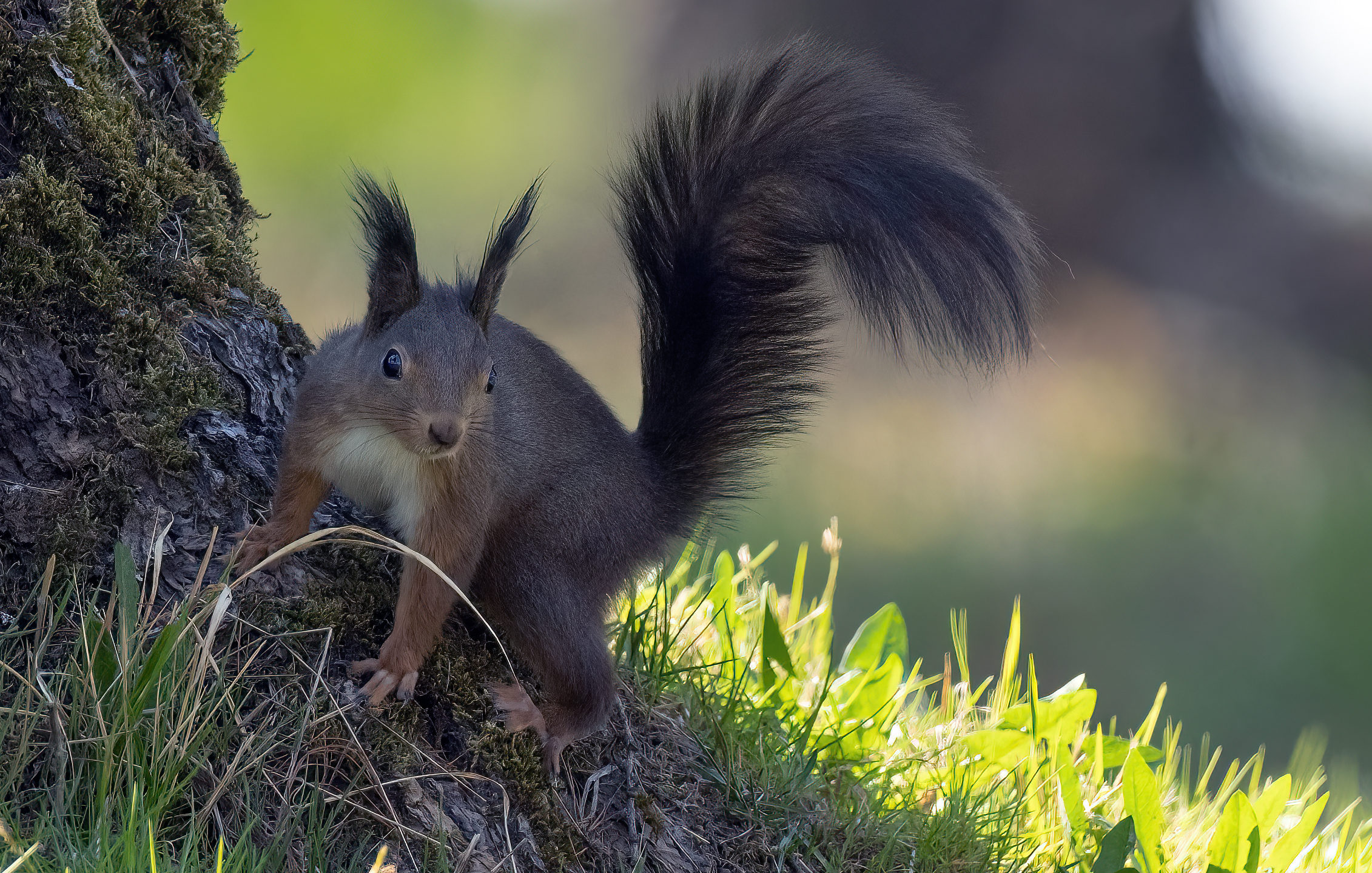 Squirrel 04/22
