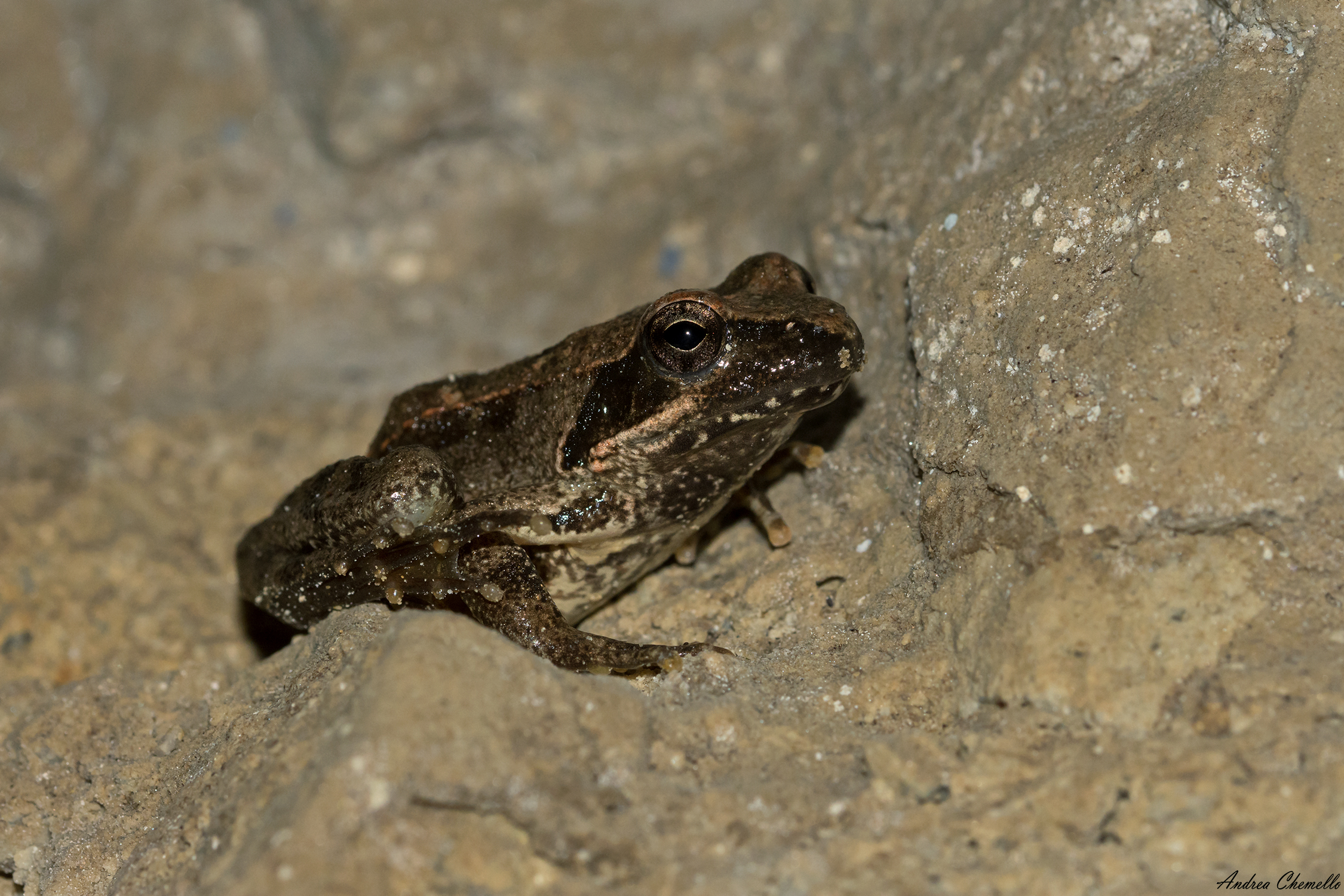Rana appennica (Rana italica)