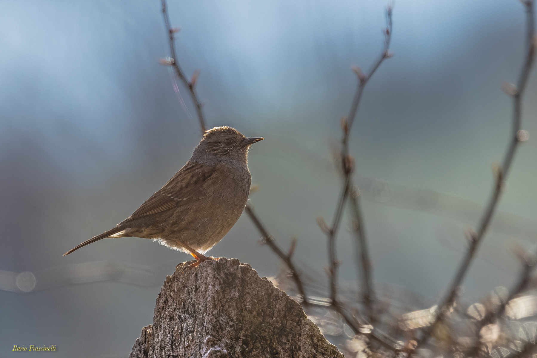 Passera scopaiola controluce