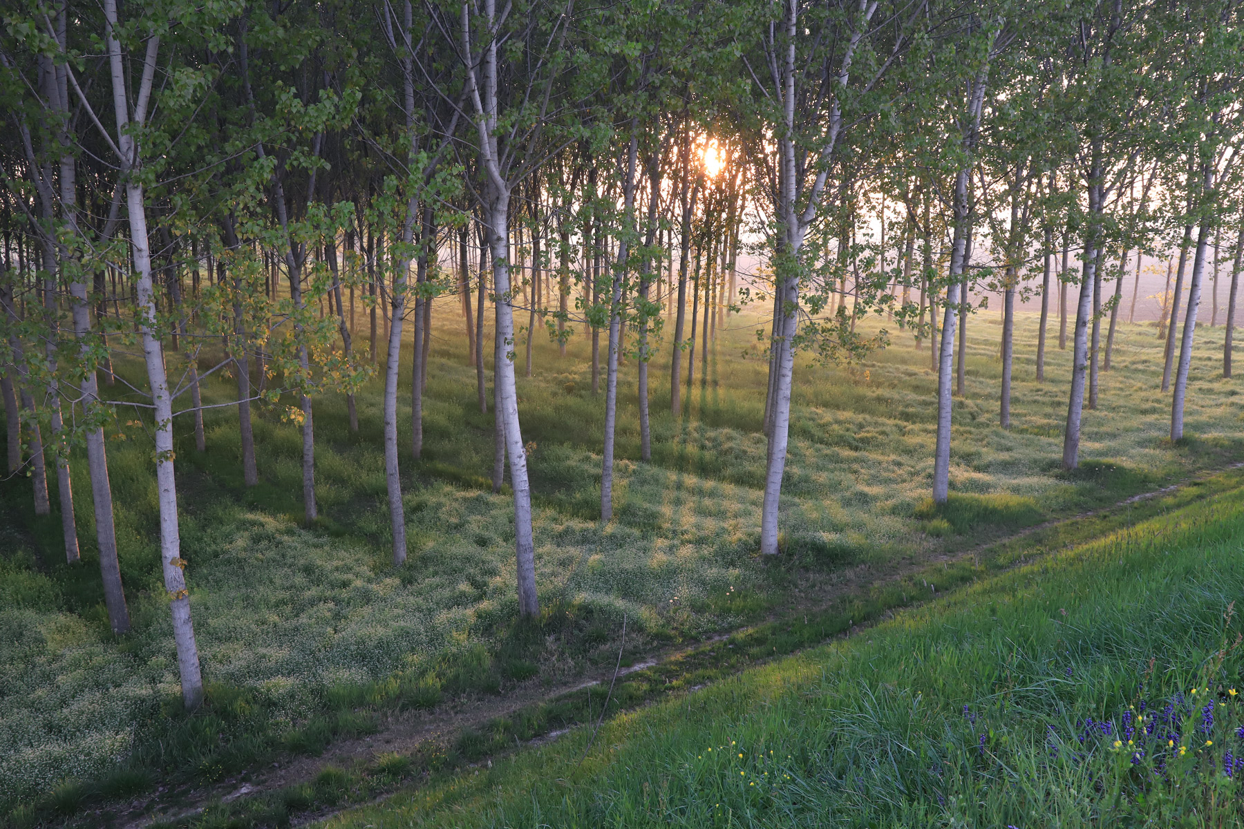 alba fra i pioppi
