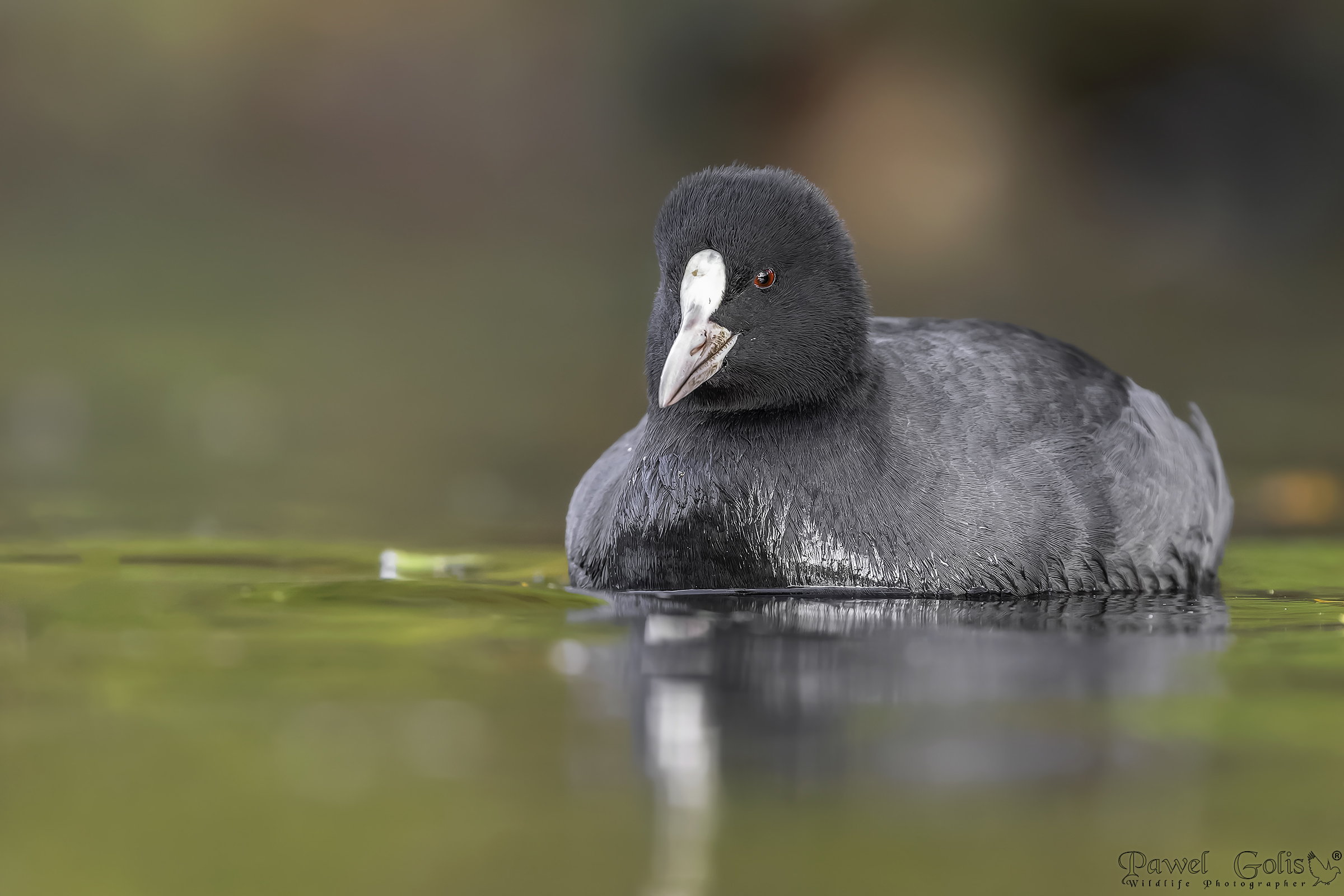 Folaga eurasiatica (Fulica atra)