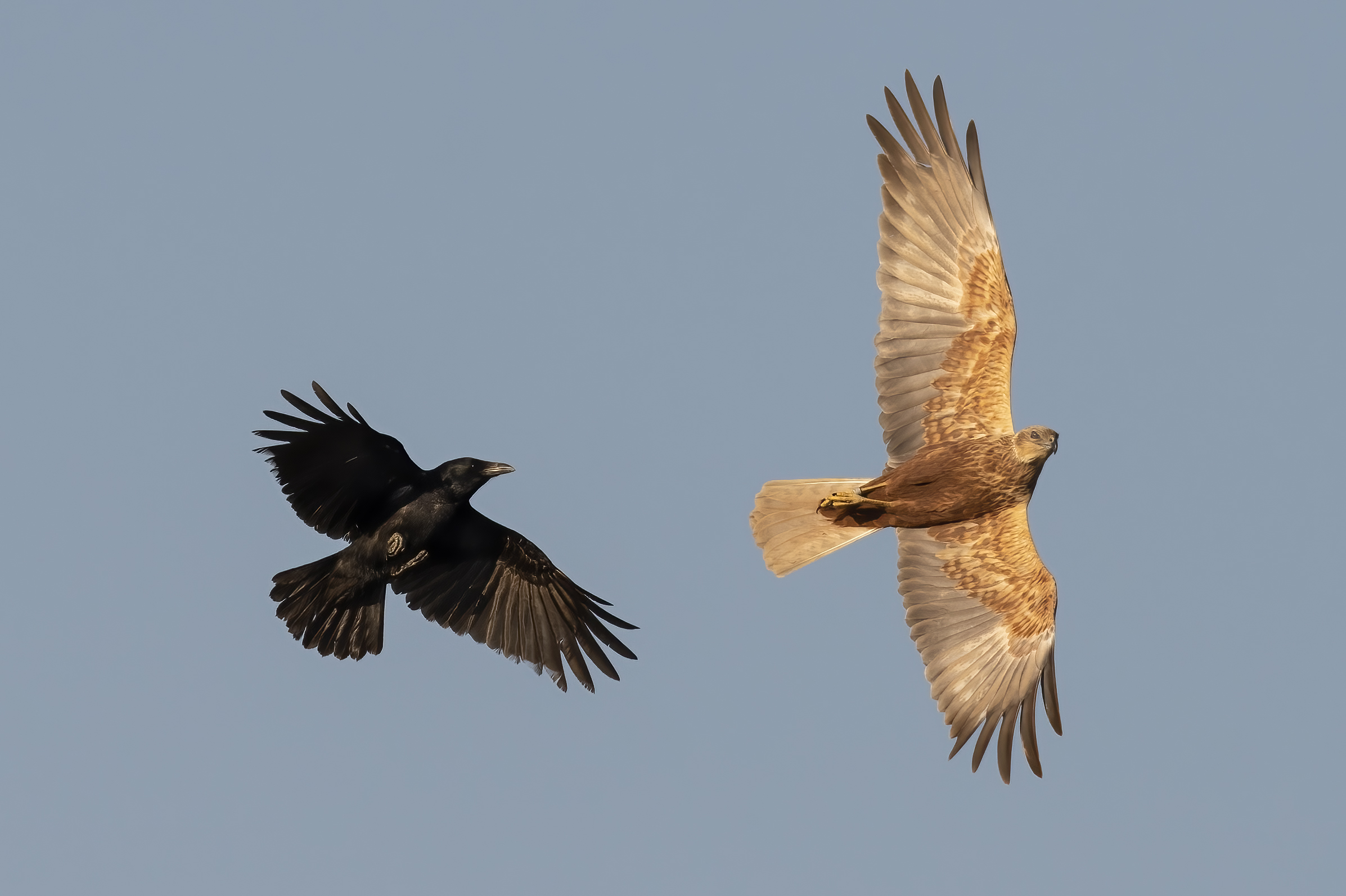 Falco di palude vs Corvo