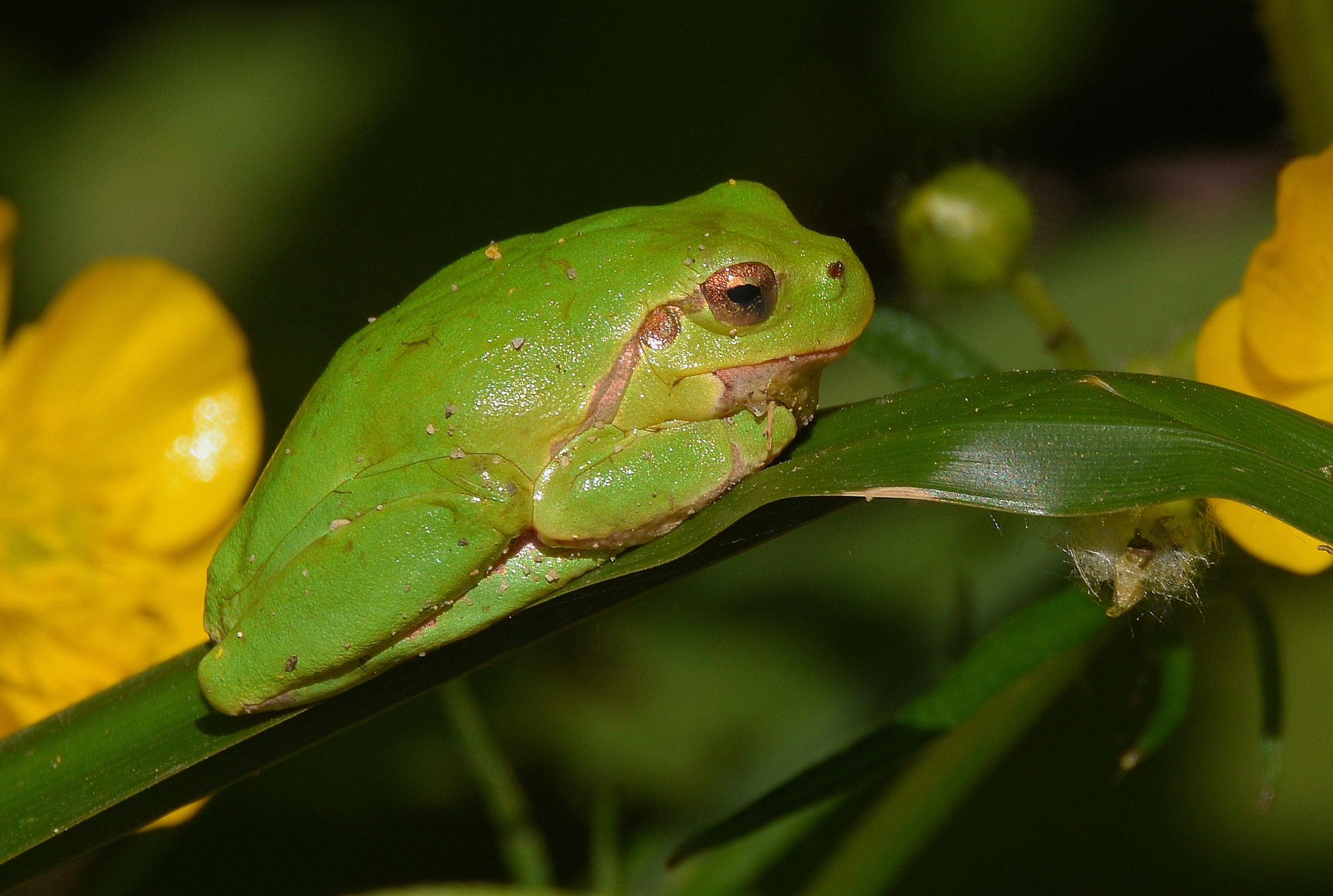 Raganella italiana (Hyla intermedia)