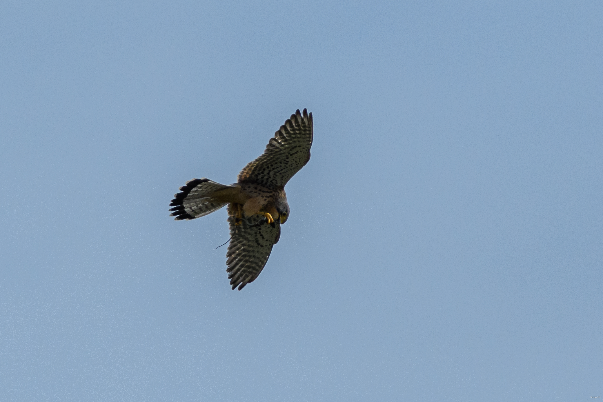 Kestrel with prey