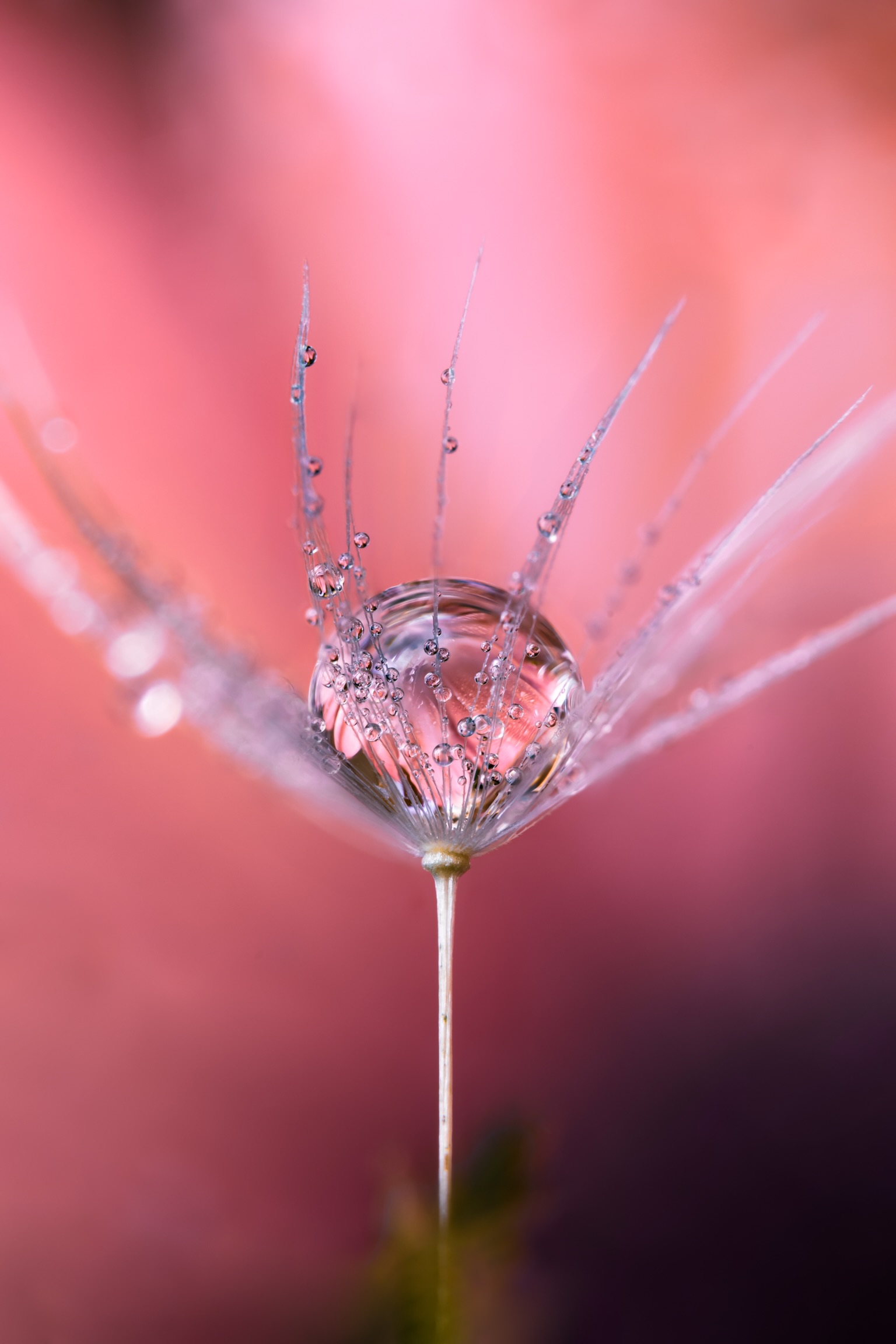 Dandelion 3
