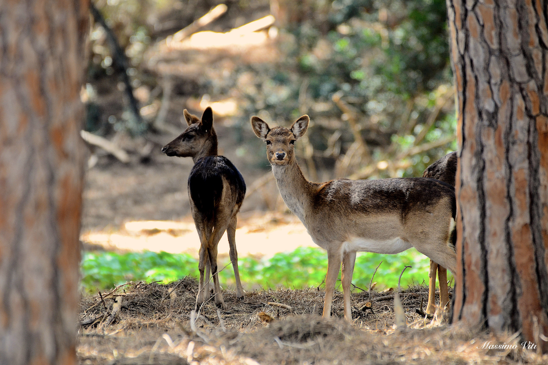 Sguardo ..magnetico ! Daino