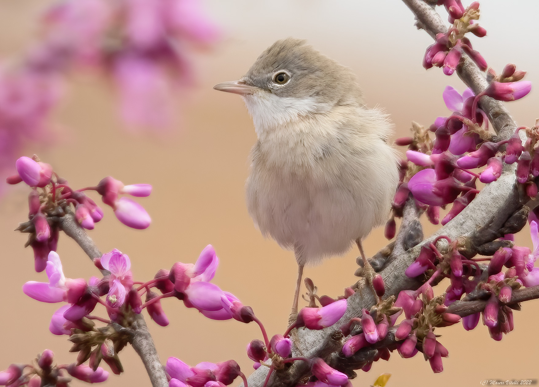 Sterpazzola (Sylvia communis)
