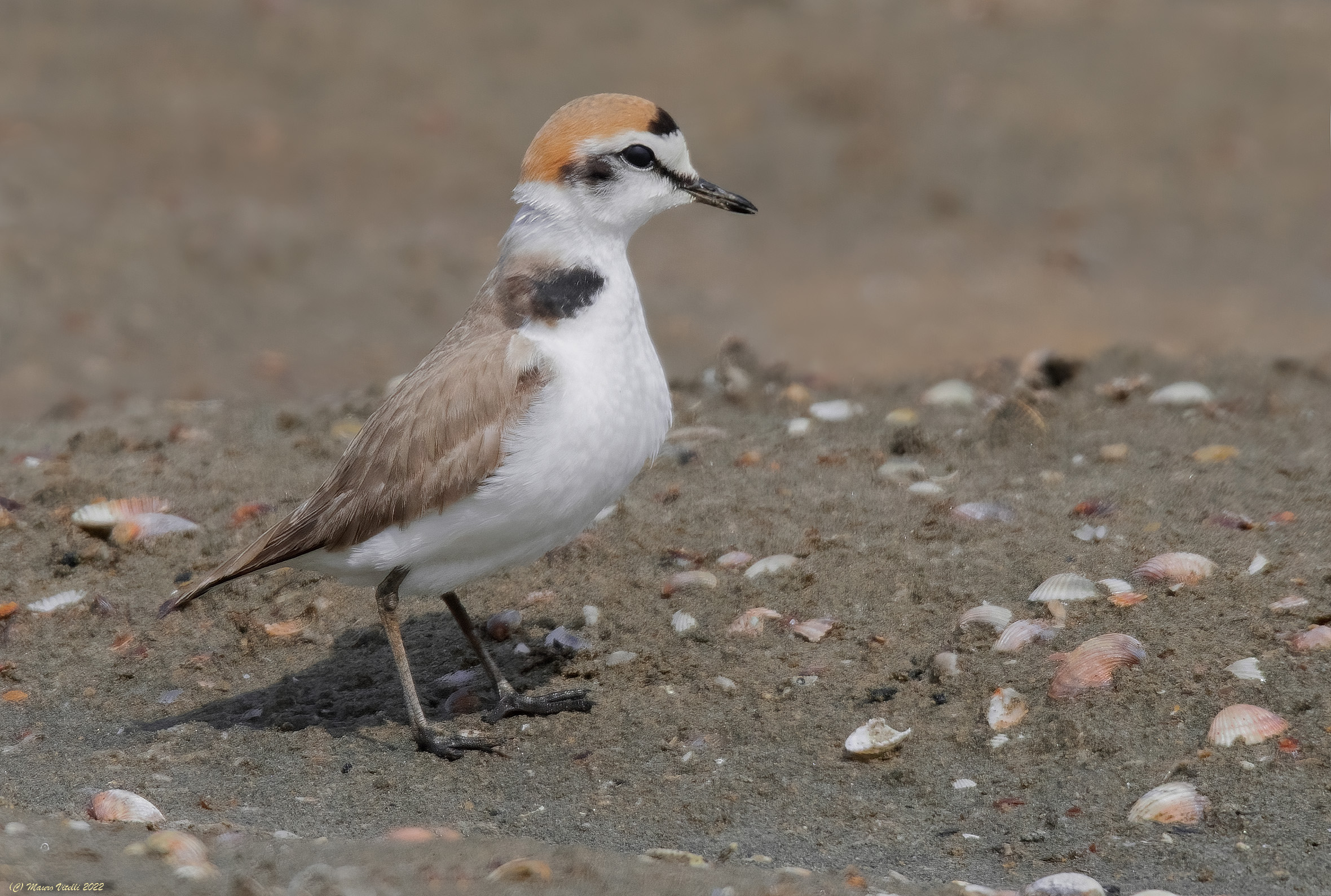 Fratino (Charadrius alexandrinus)