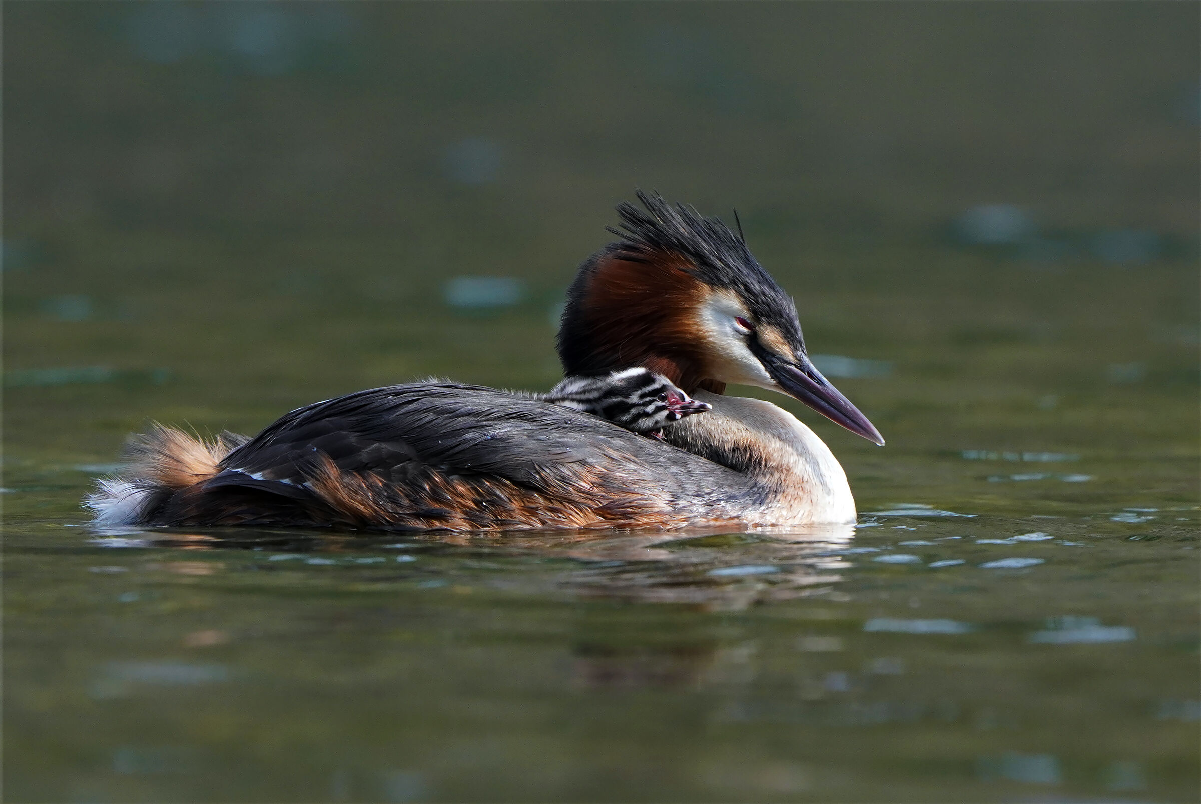 Affacciarsi al mondo