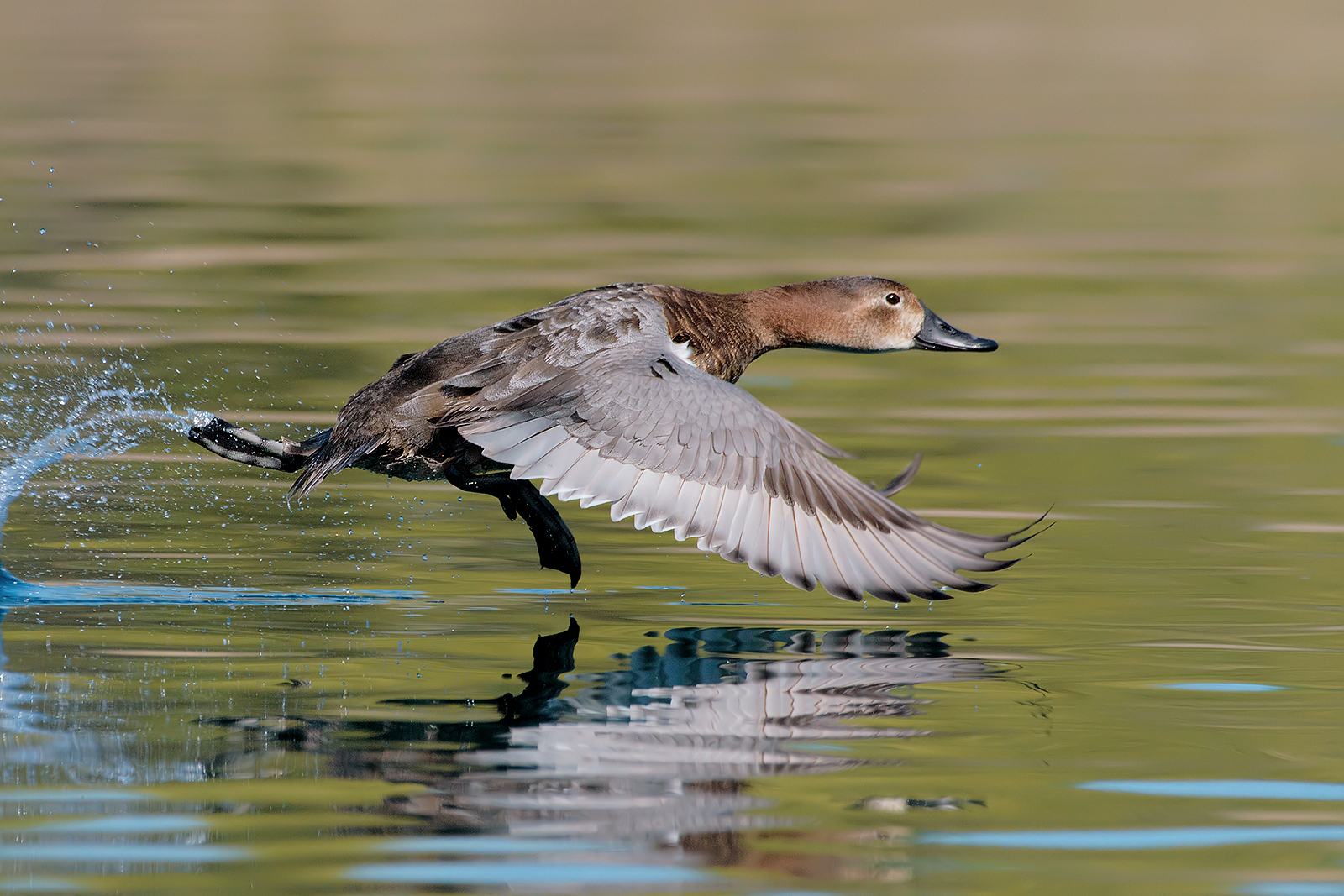 Moriglione (female).