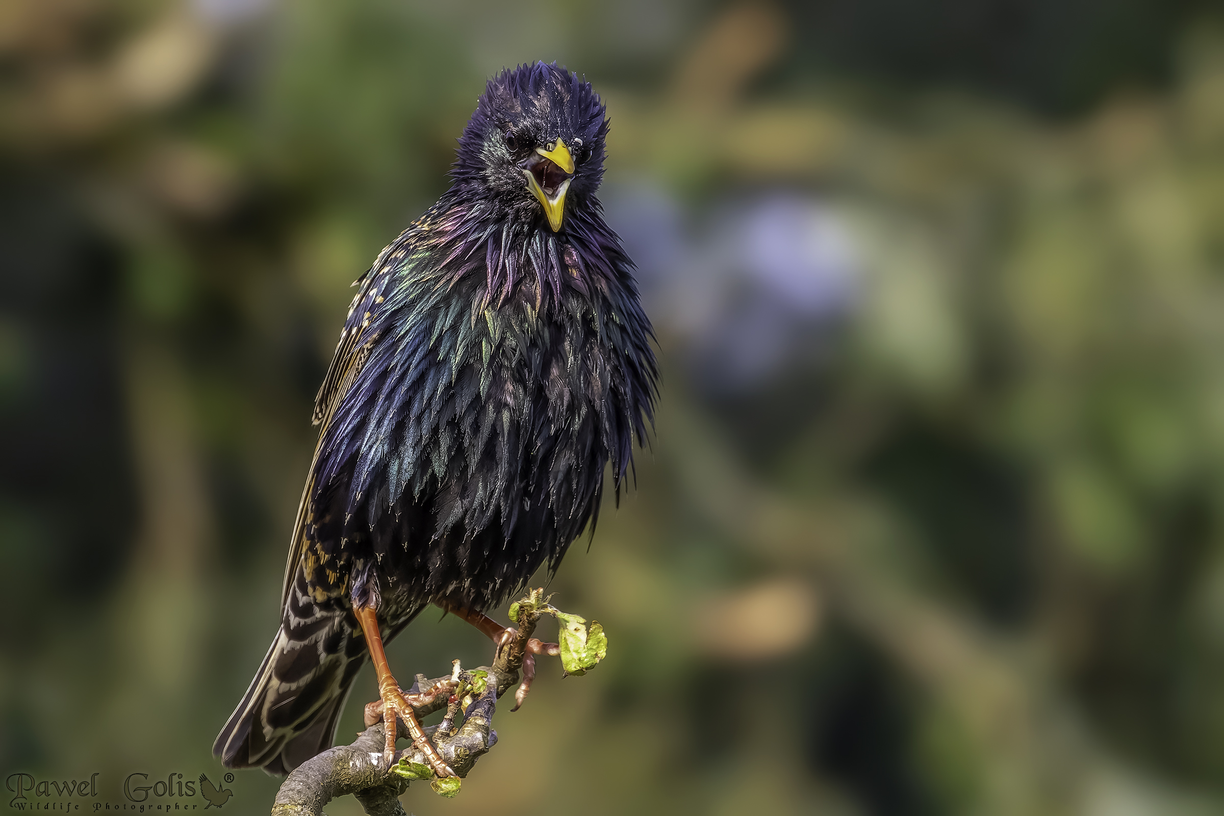 Storno comune (Sturnus vulgaris)