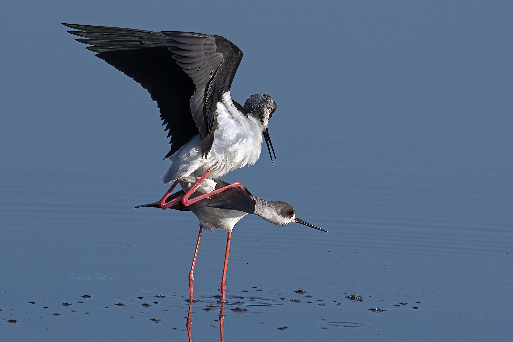 Knight of Italy (Himantopus himantopus)