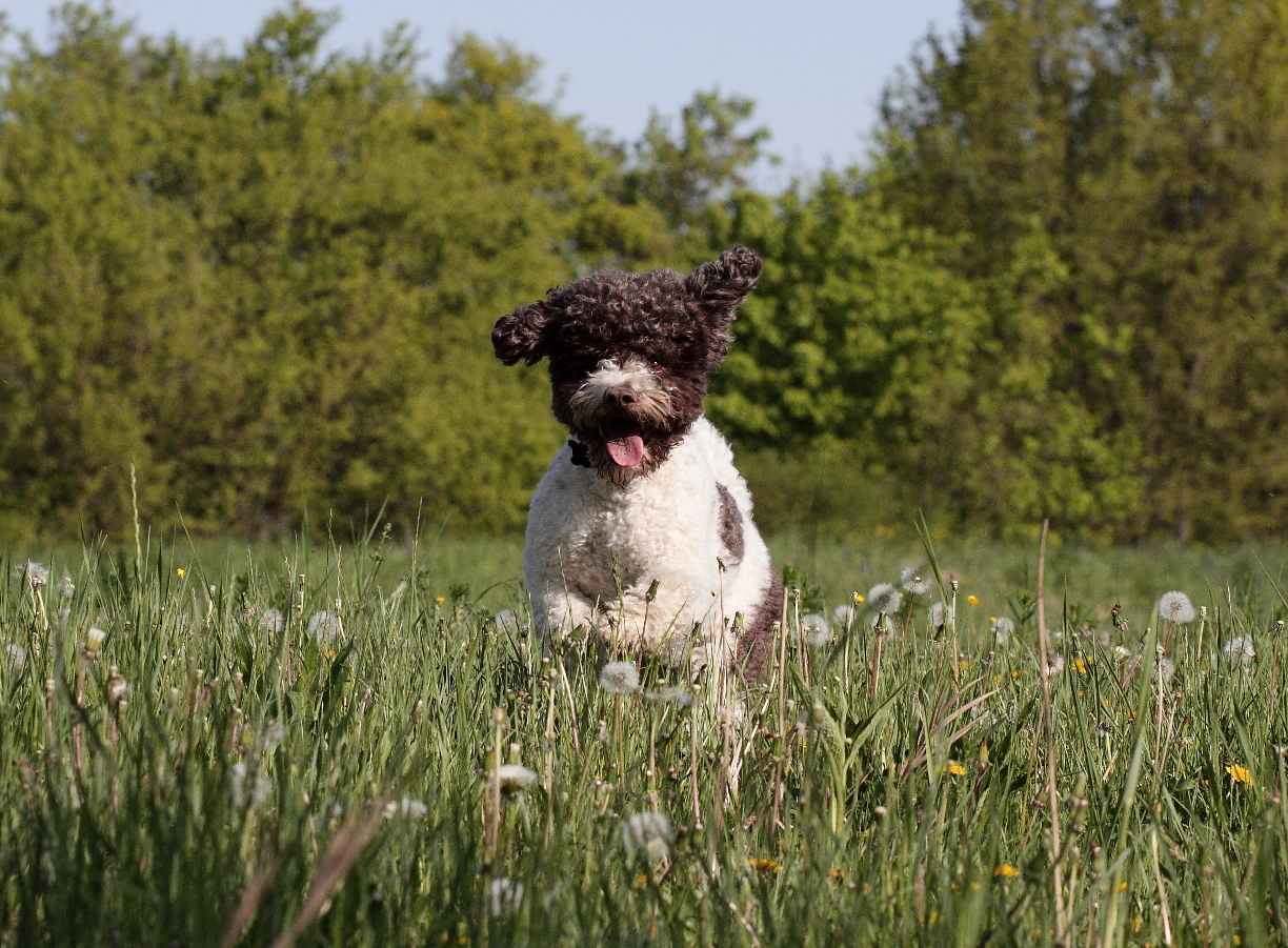 Lagotto romagnolo