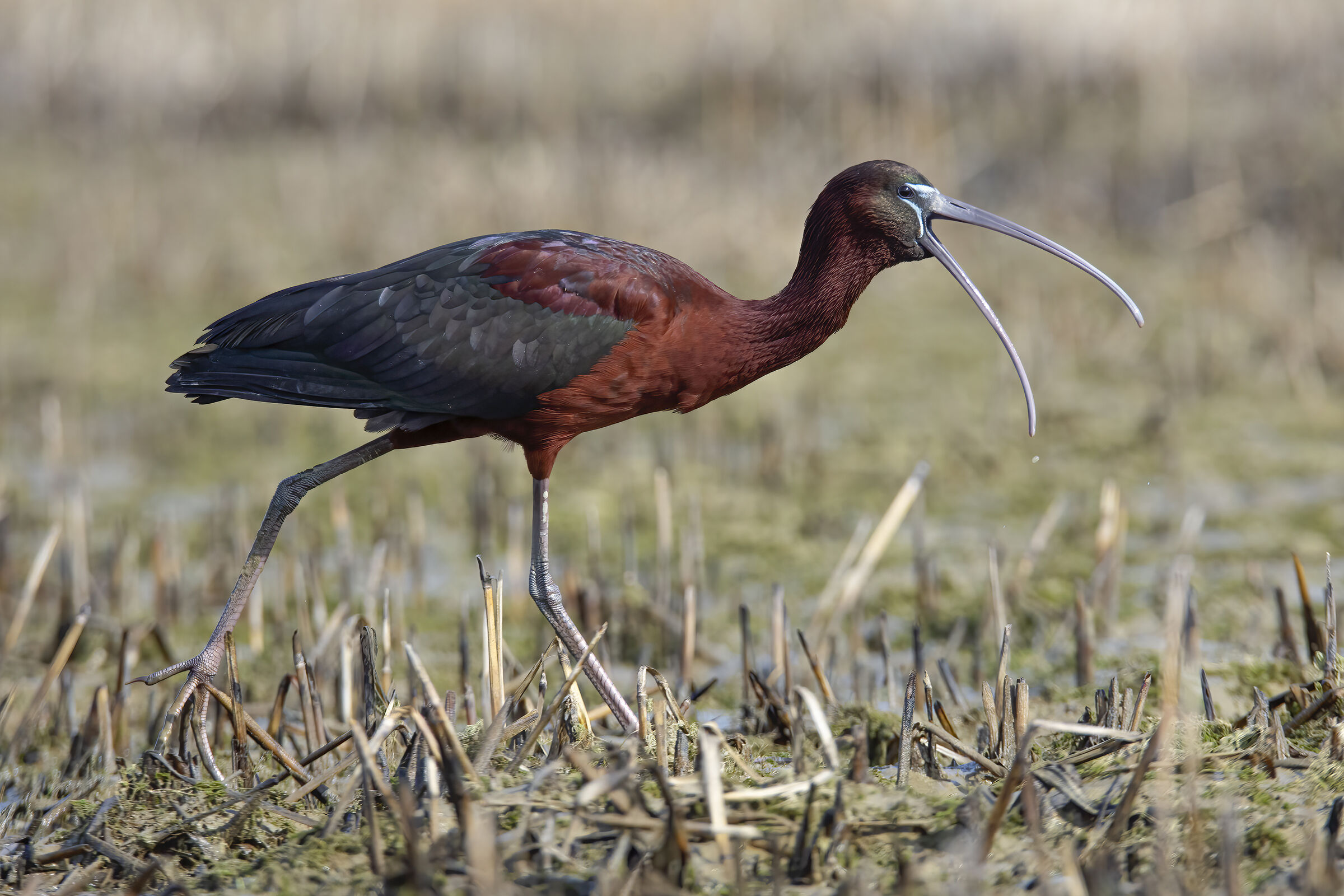 Mignattaio assonnato