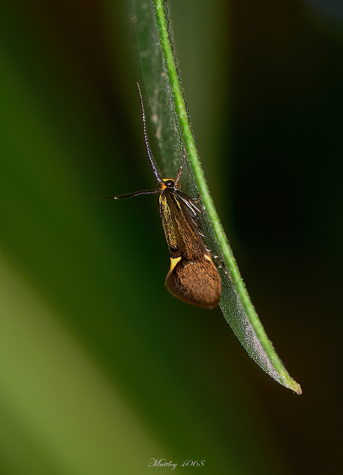 Esperia Sulphurella