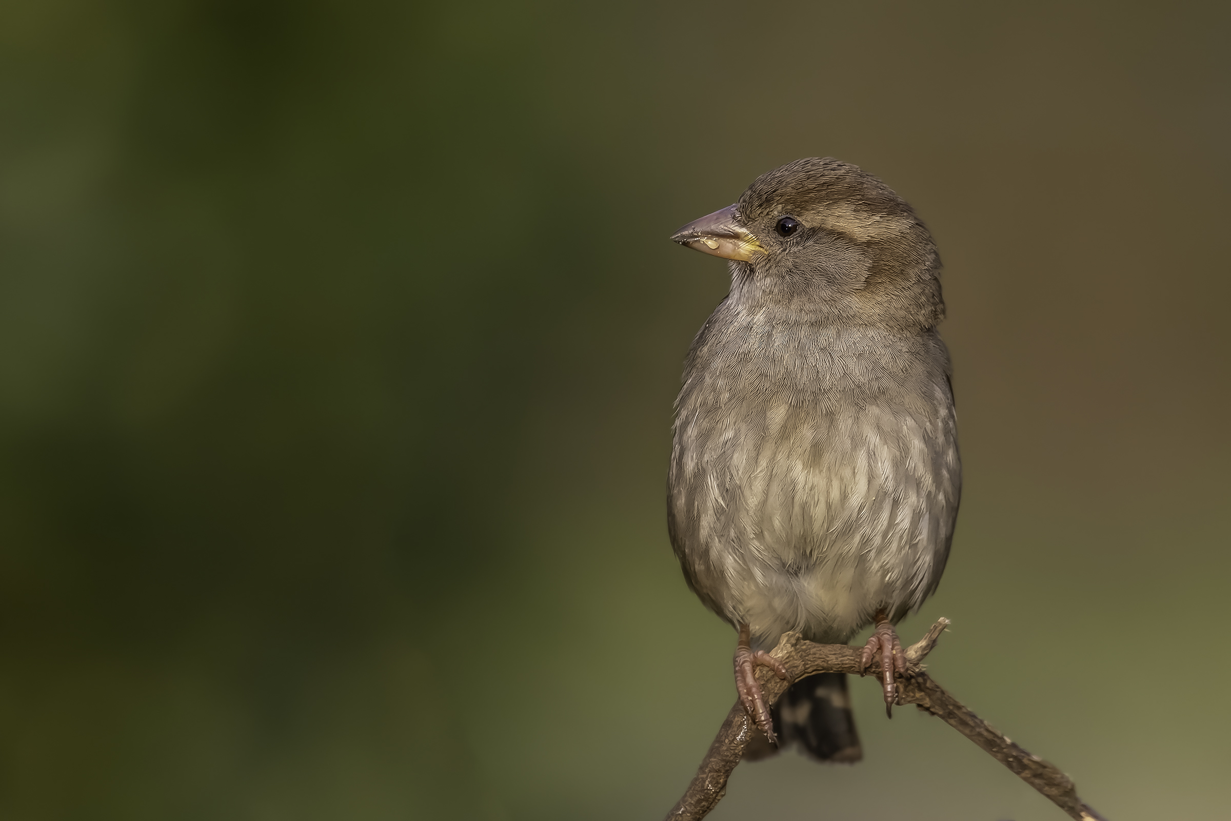 Passero domestico (Passer domesticus)