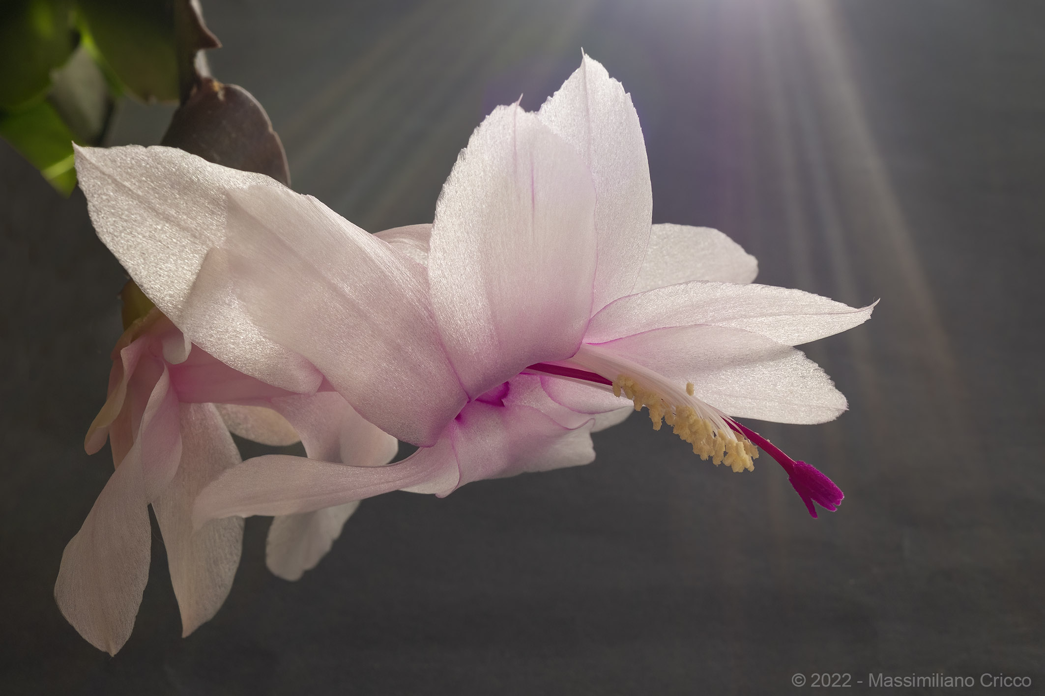 Il fiore di Pasqua !!!