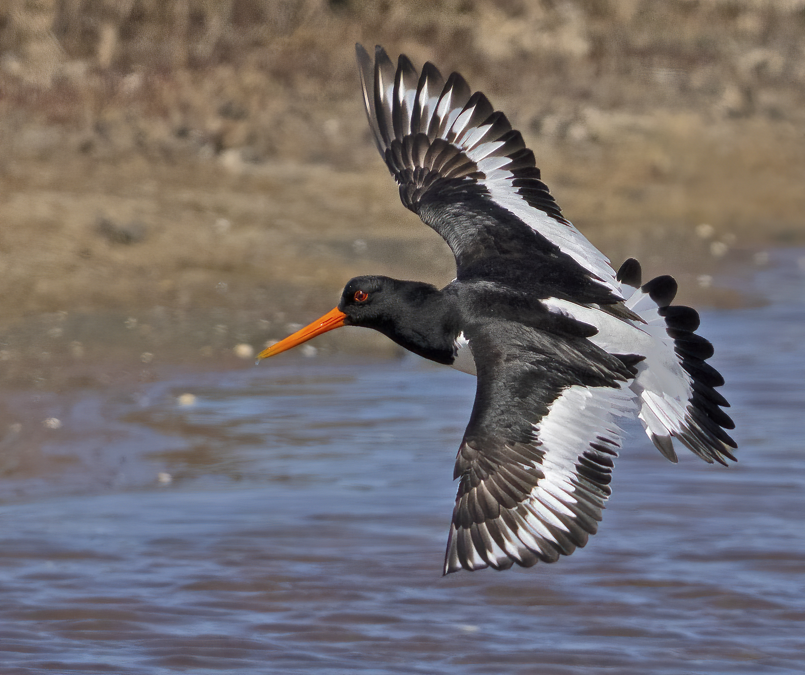 beccacce di ... palude....