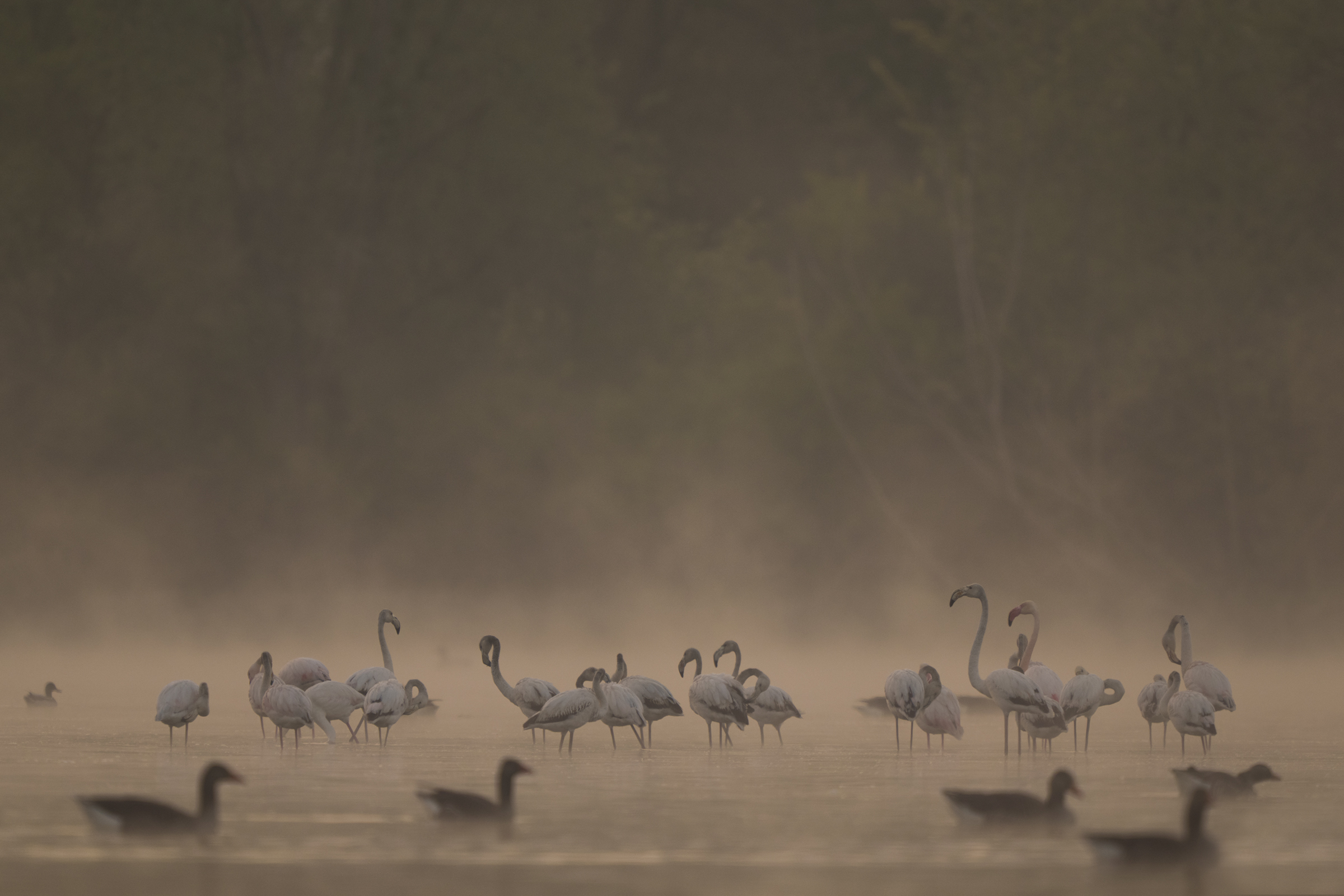 fenicotteri nella bruma