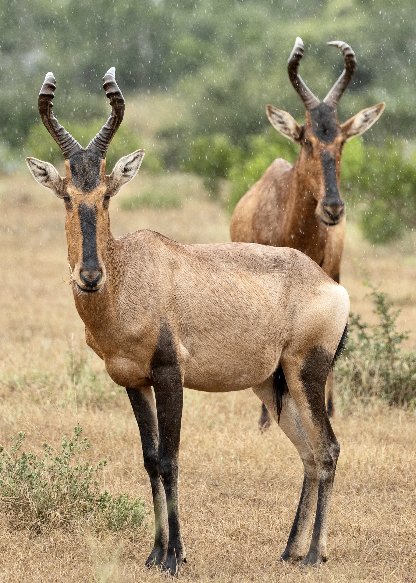 Red hartebeest - Red hartebeest