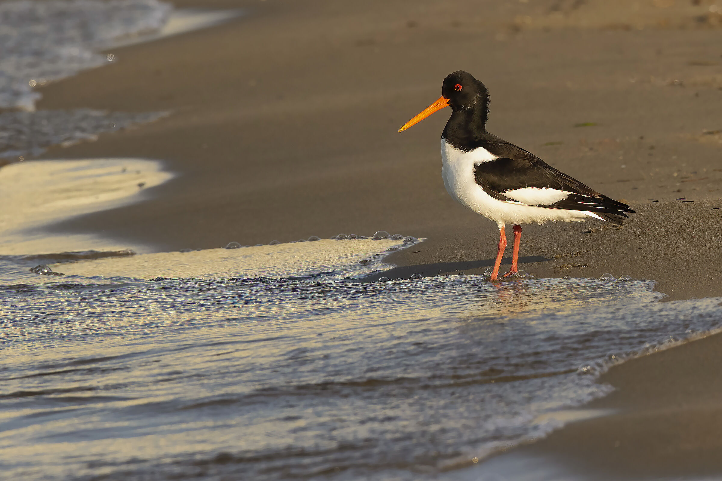 Haematopus ostralegus ...