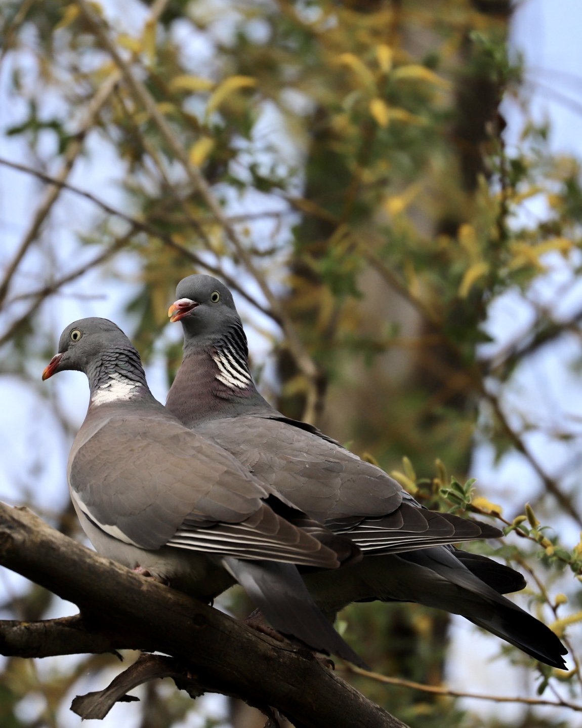 Wood pigeons