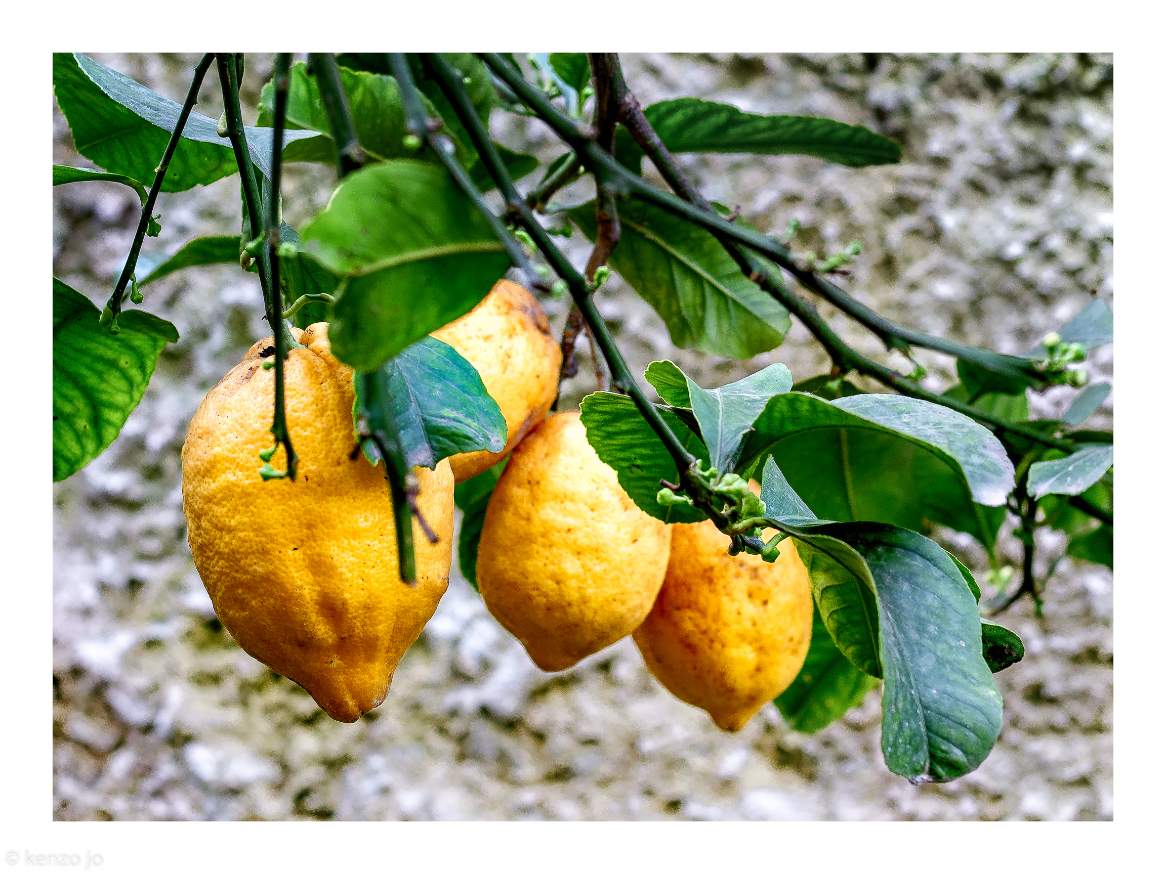 Lemon tree