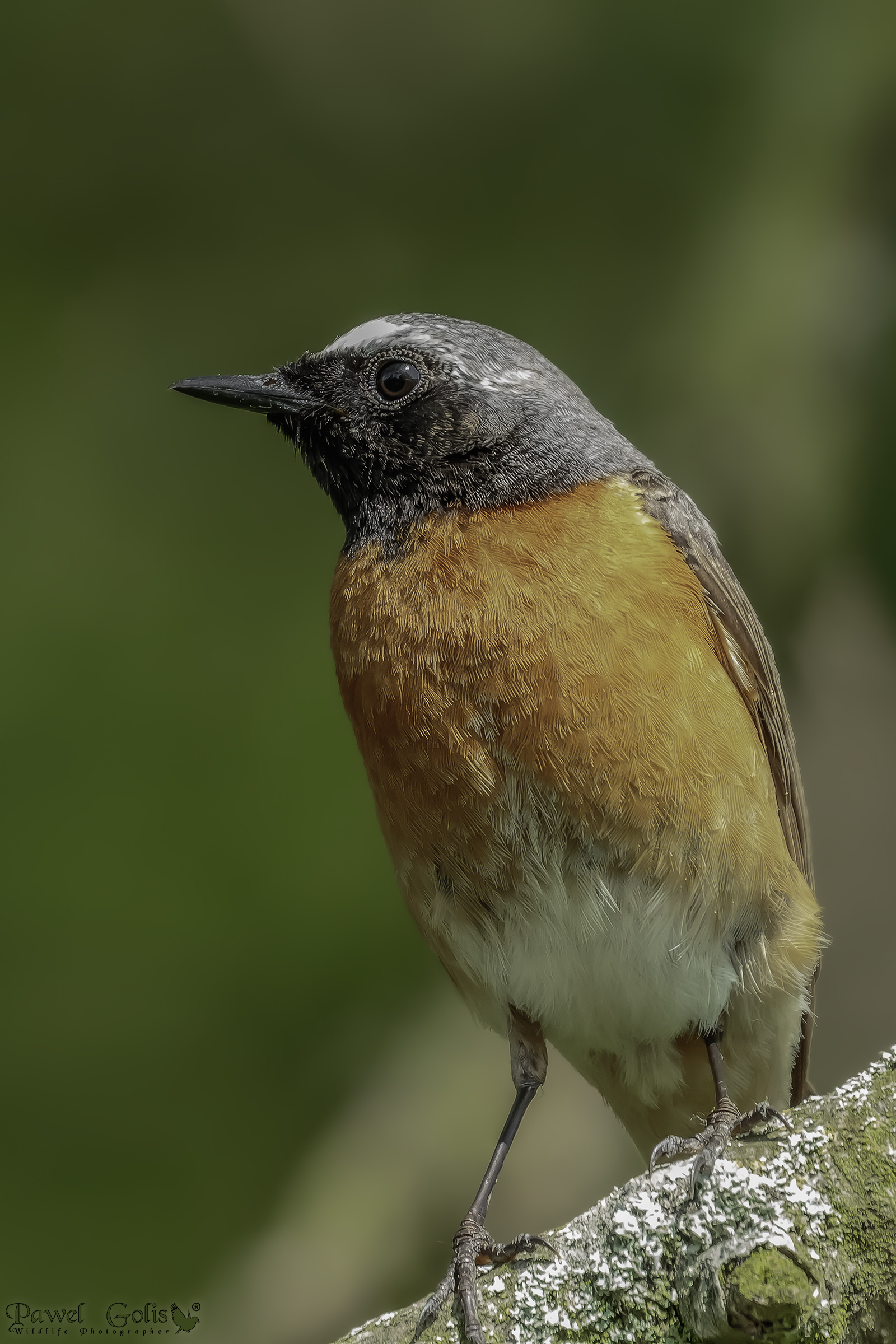 Codirosso comune (Phoenicurus phoenicurus)