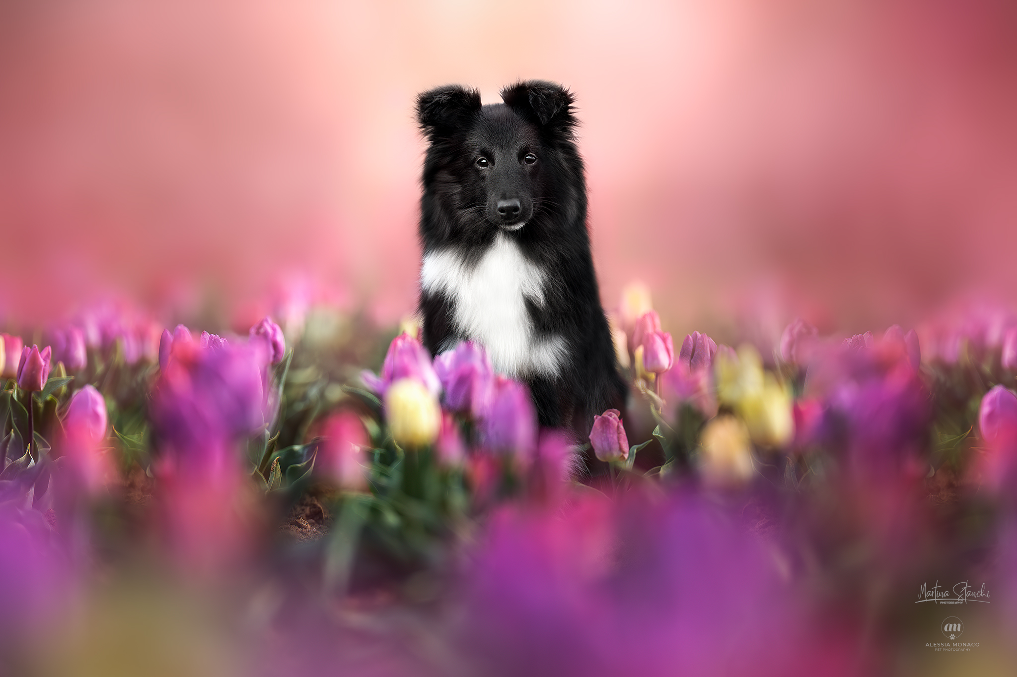 Oreo in tulips