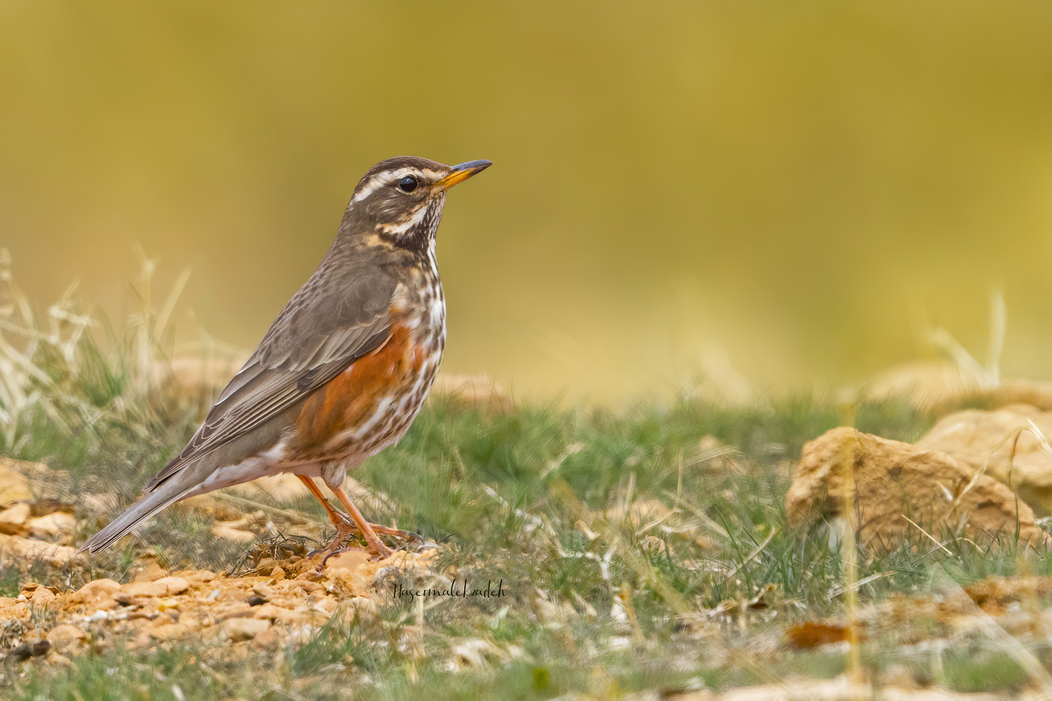 Redwing