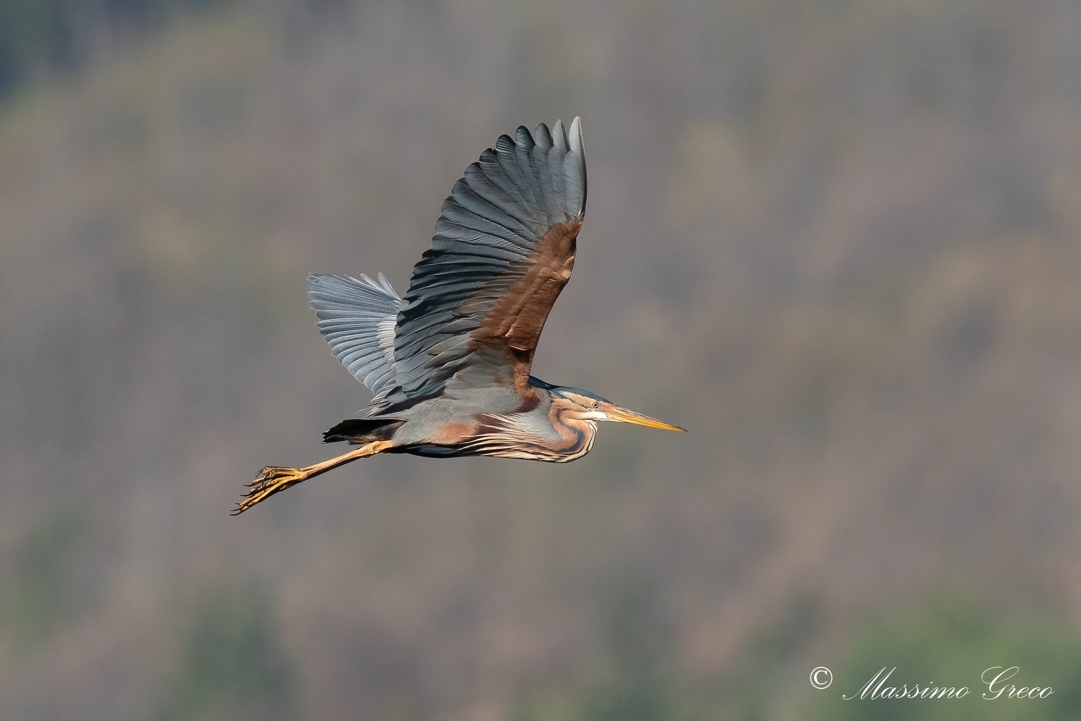 Airone rosso (Ardea purpurea)