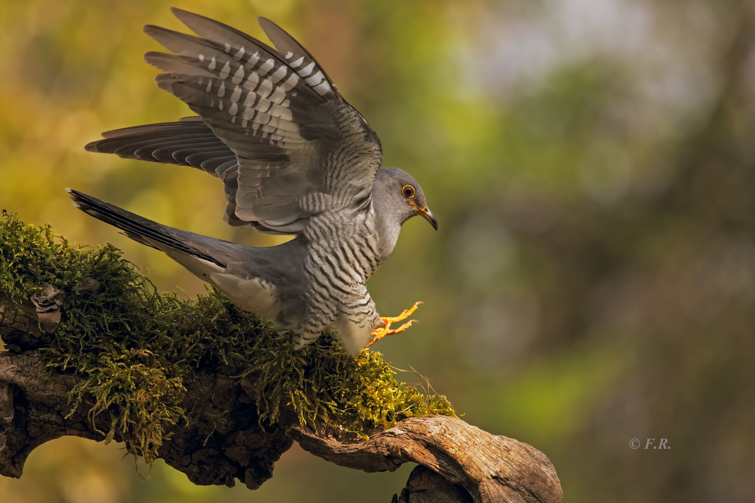 the arrival of the cuckoo