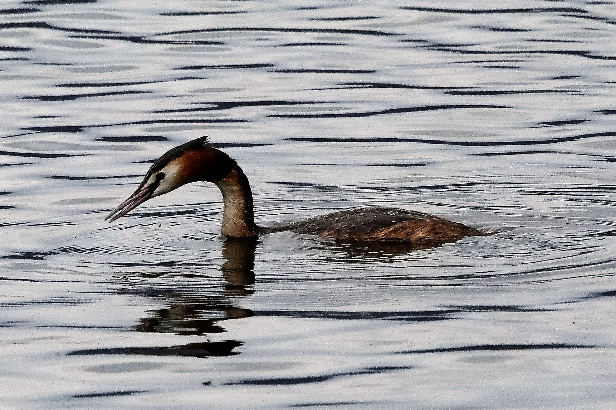 grebe 03-04-2022