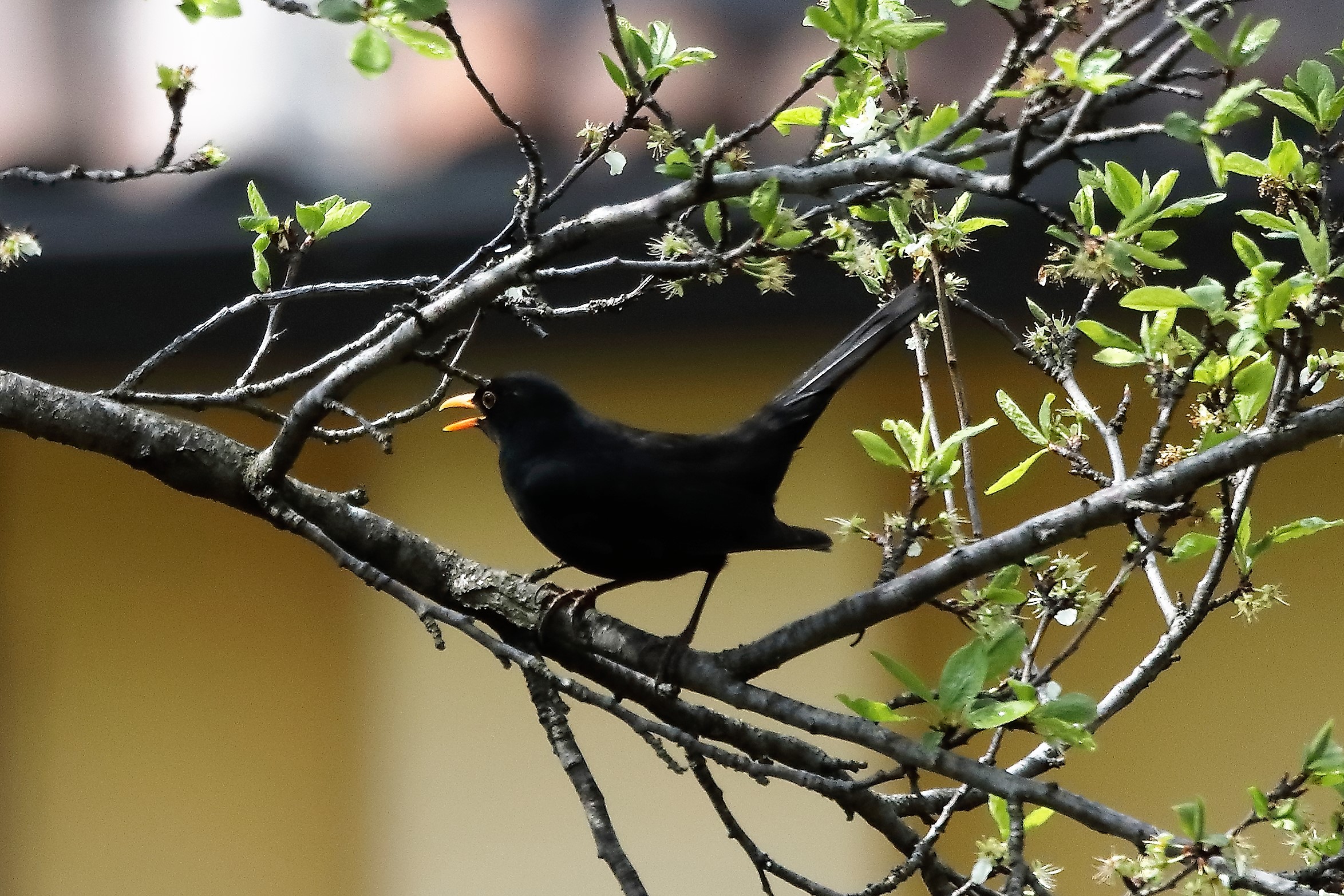 Blackbird 03-04-2022