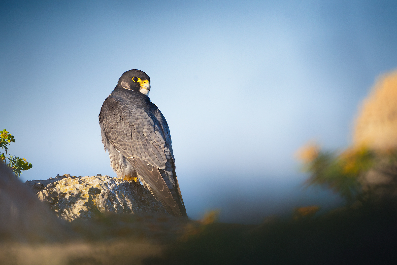 Falco pellegrino maschio