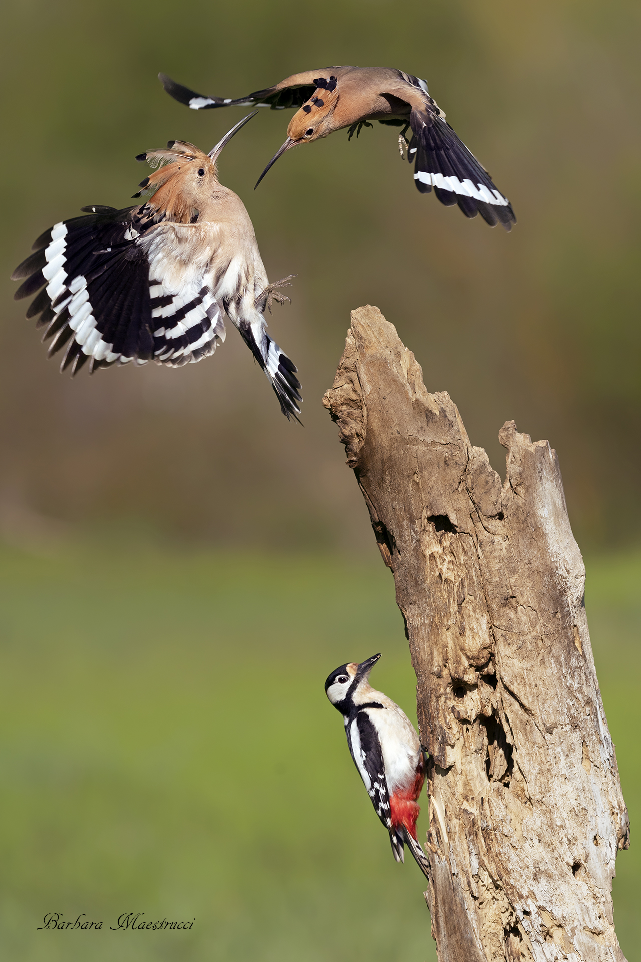 E basta di litigare!!!!