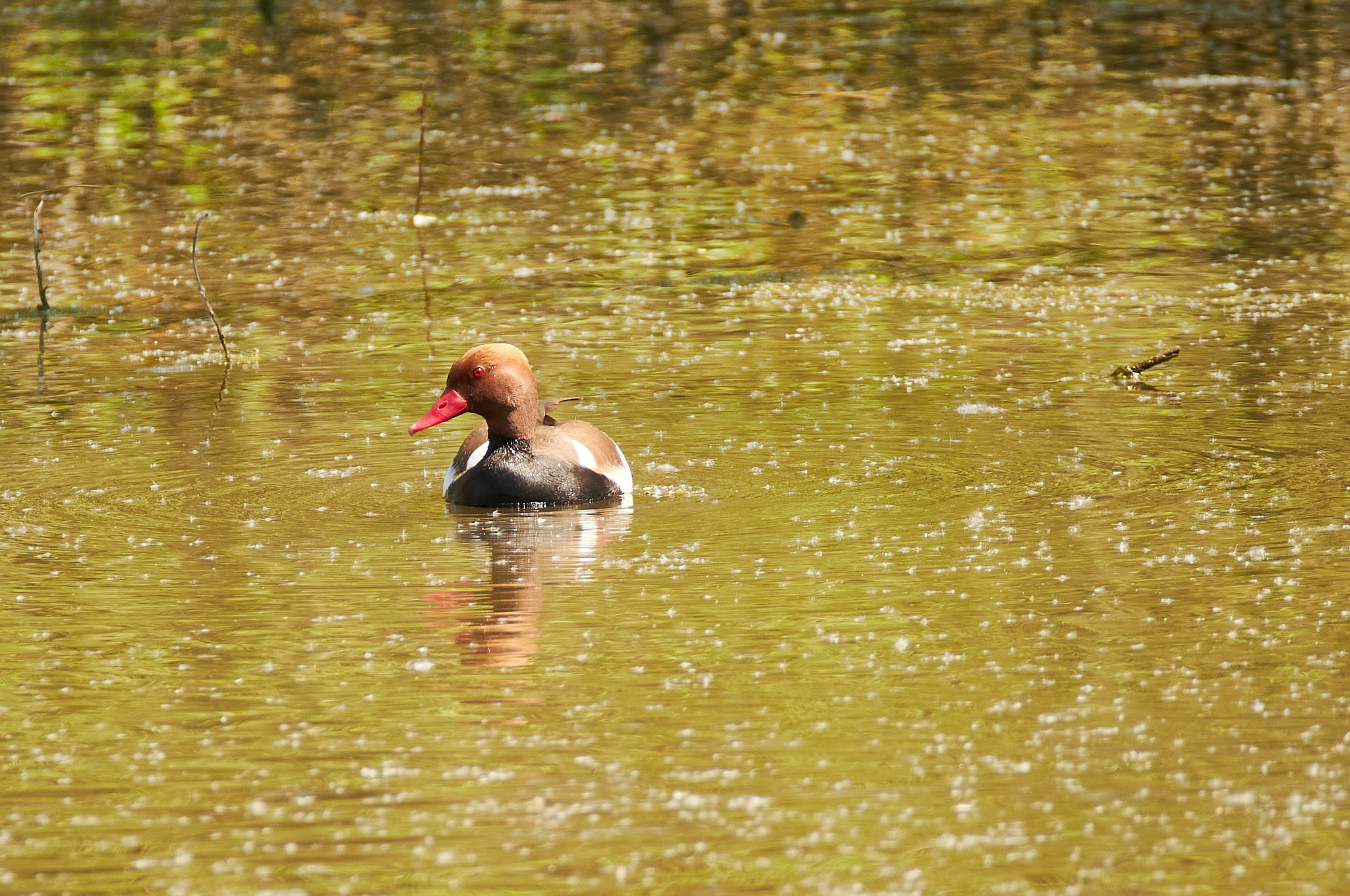 Red-crested pochard