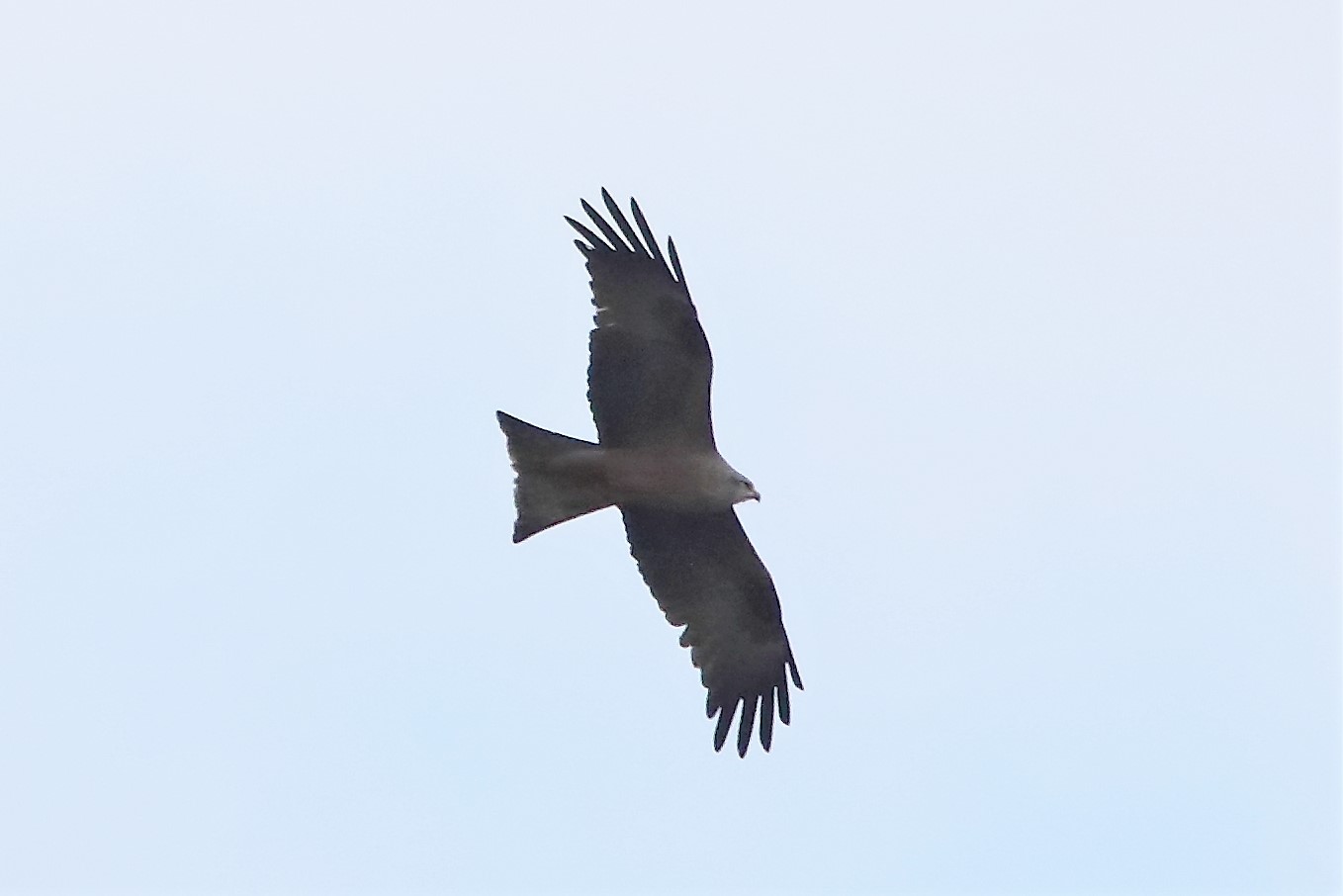 black kite 04-04-2022