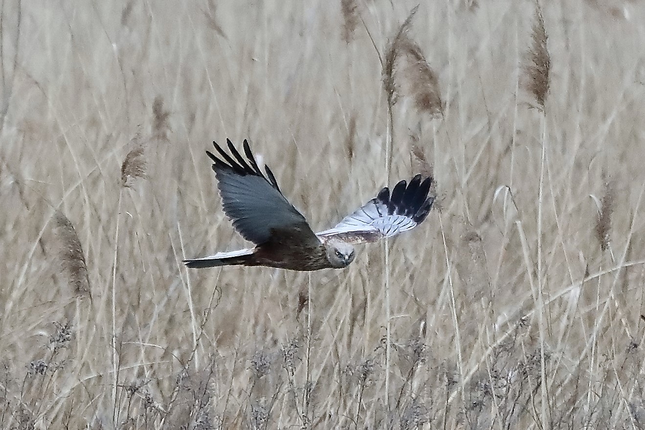 marsh harrier 04-04-2022