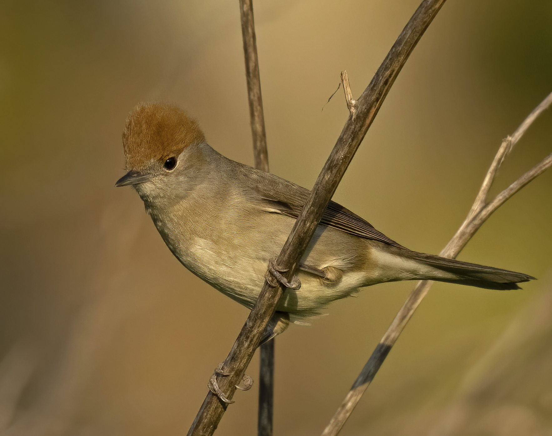 capinera... al tramonto